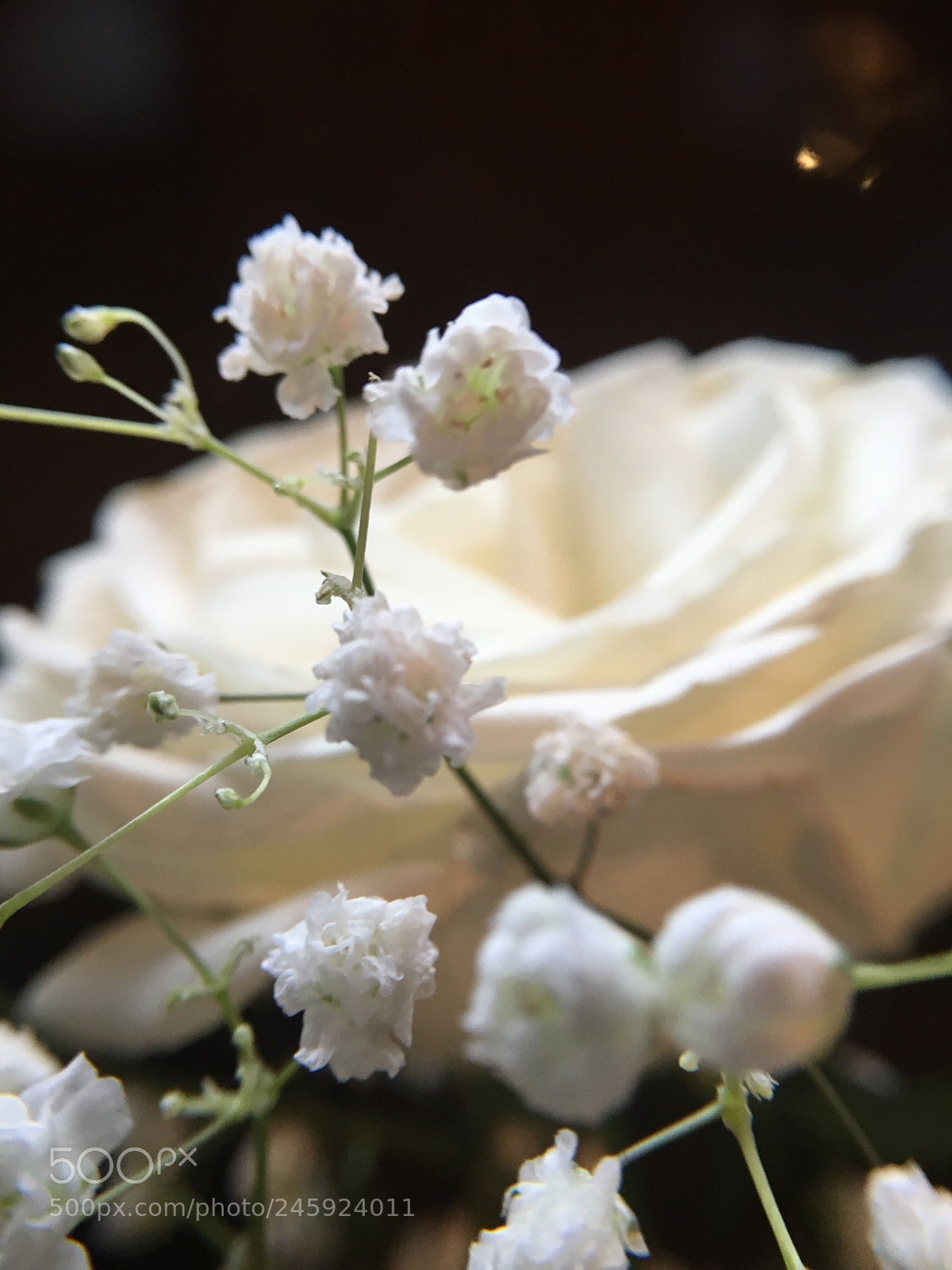 Apple iPhone 6s sample photo. White rose photography
