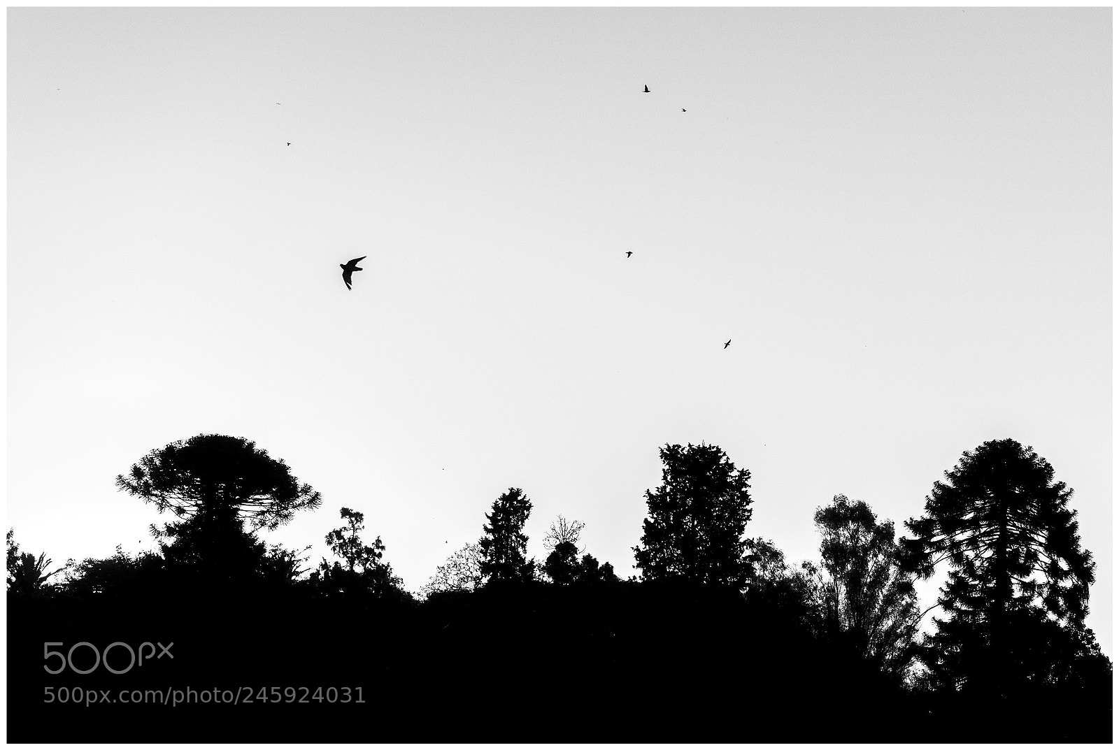 Sony a7 sample photo. 38911549312.jpg photography