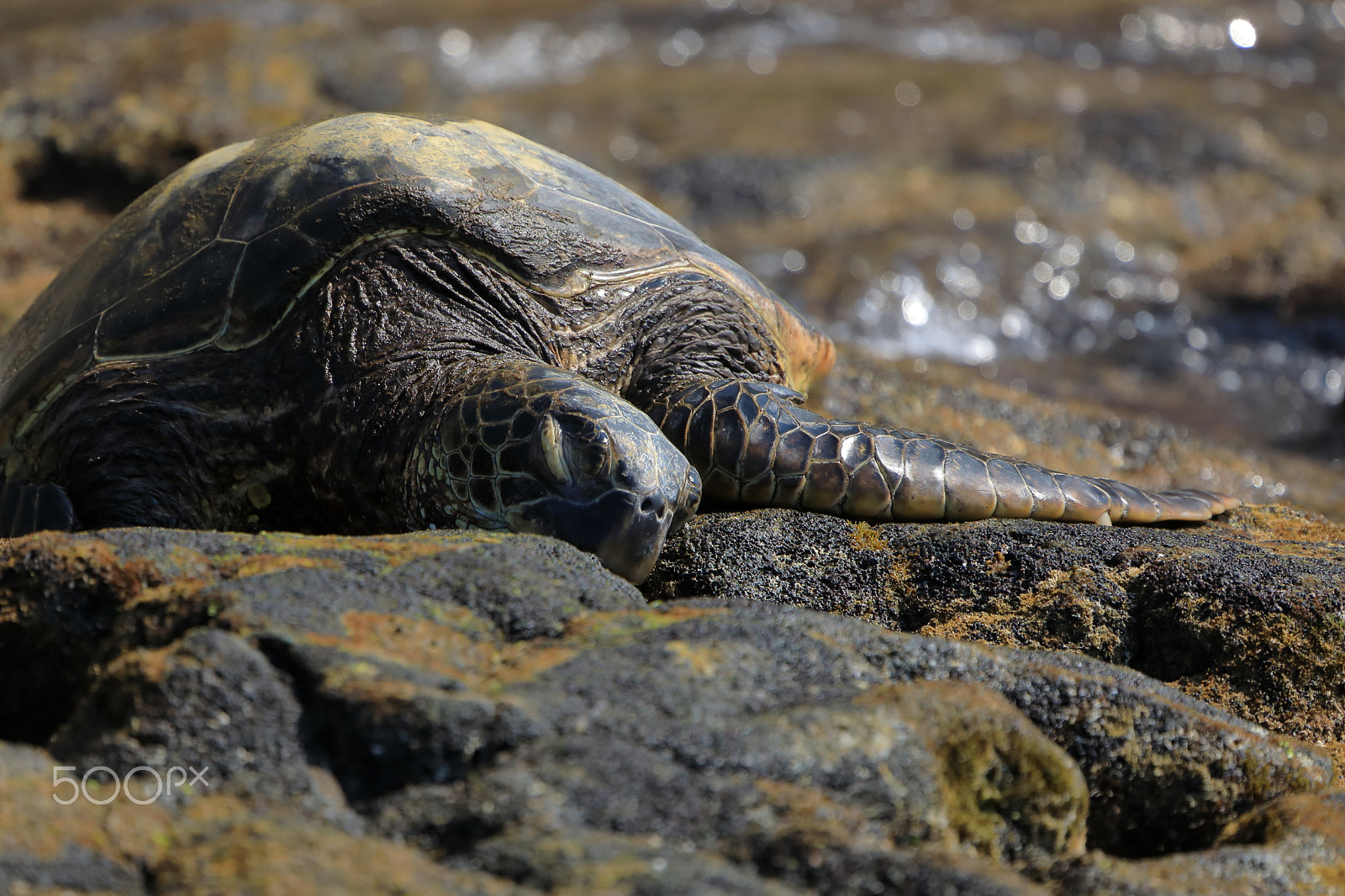 Canon EOS 5D Mark IV + Canon EF 100-400mm F4.5-5.6L IS USM sample photo. Sleeping turtle photography