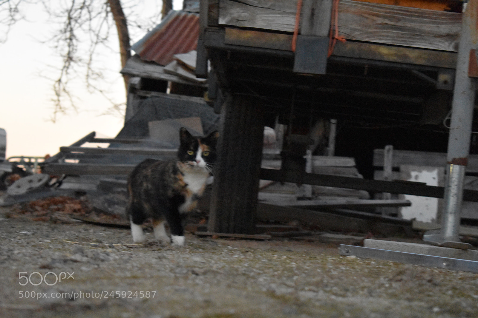 Nikon D3400 sample photo. Gypsy photography