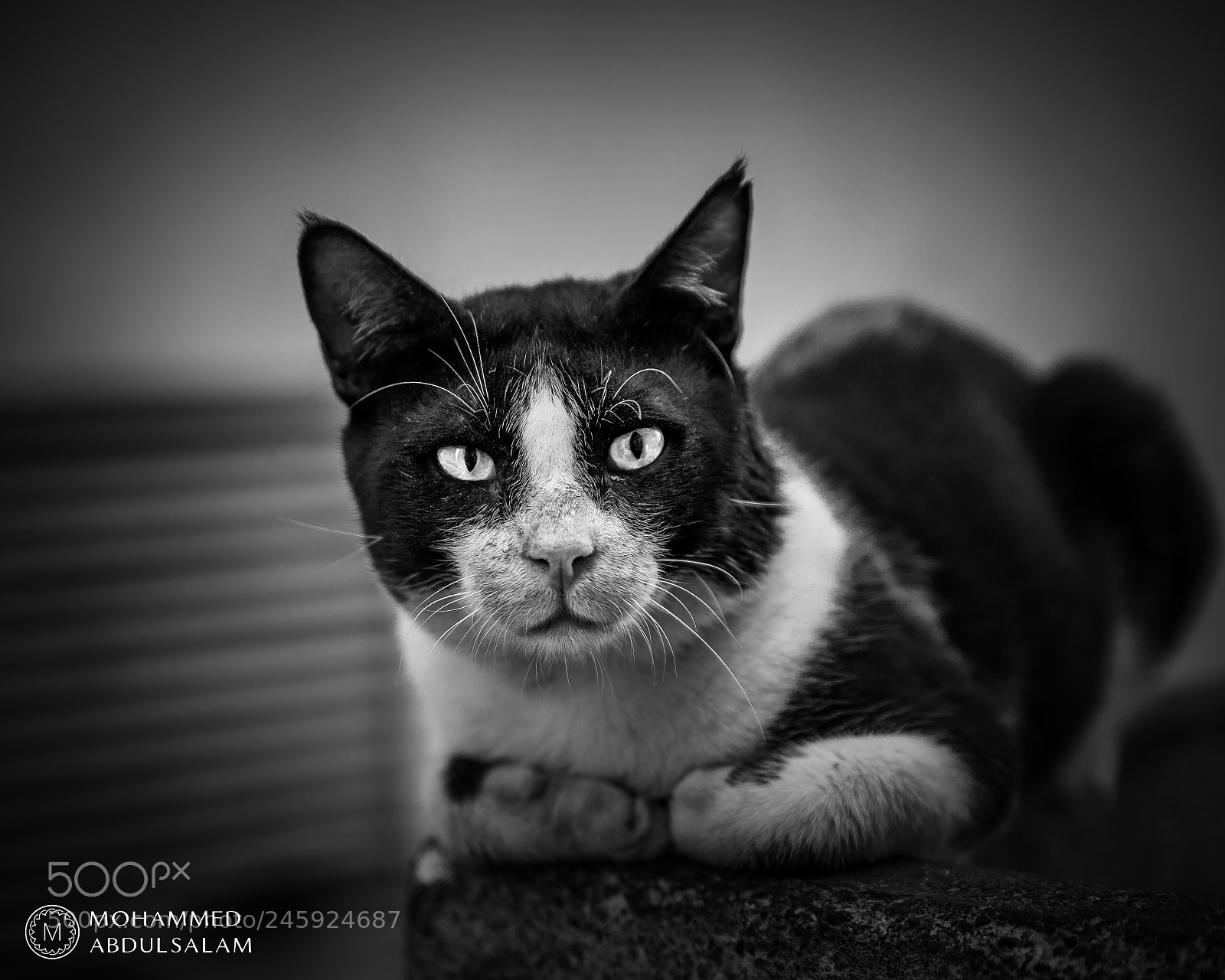 Nikon D610 sample photo. Cat photography