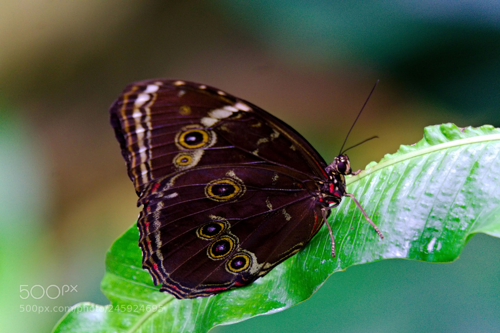 Sony a6300 sample photo. Achilles blue morpho butterfly photography