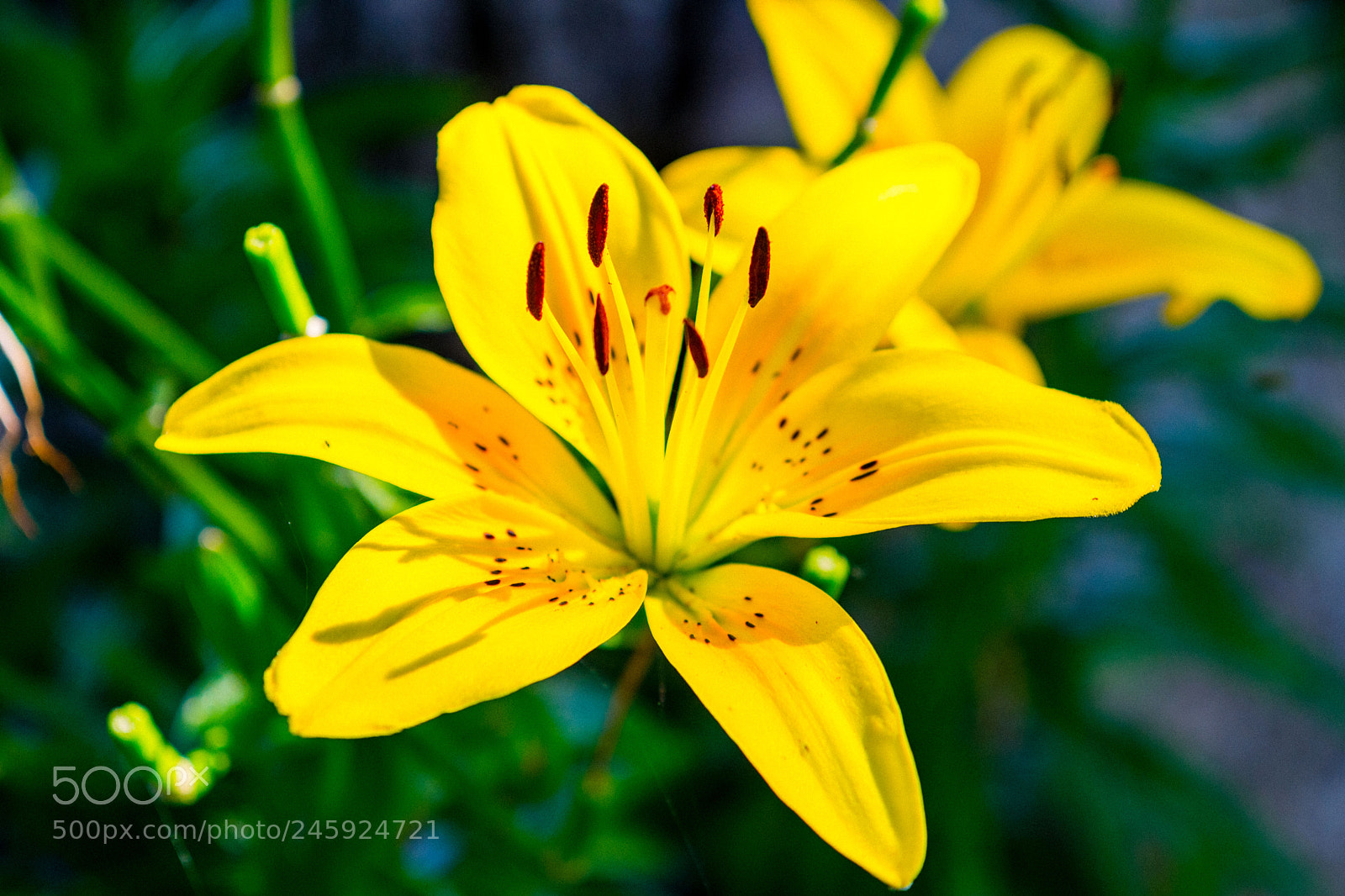 Nikon D7200 sample photo. Perfect deep yellow tiger photography