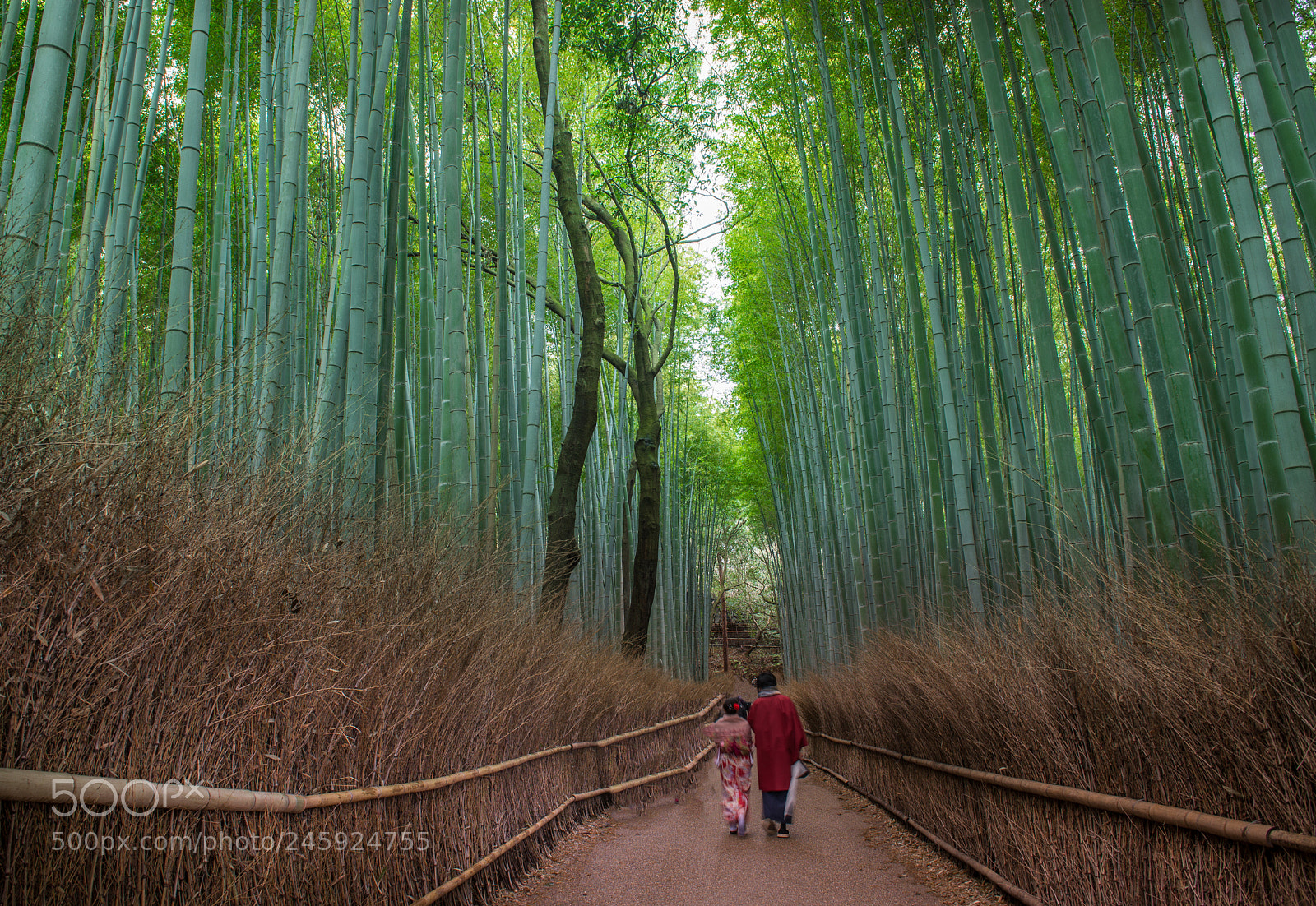 Nikon D610 sample photo. Walk down arashyama photography