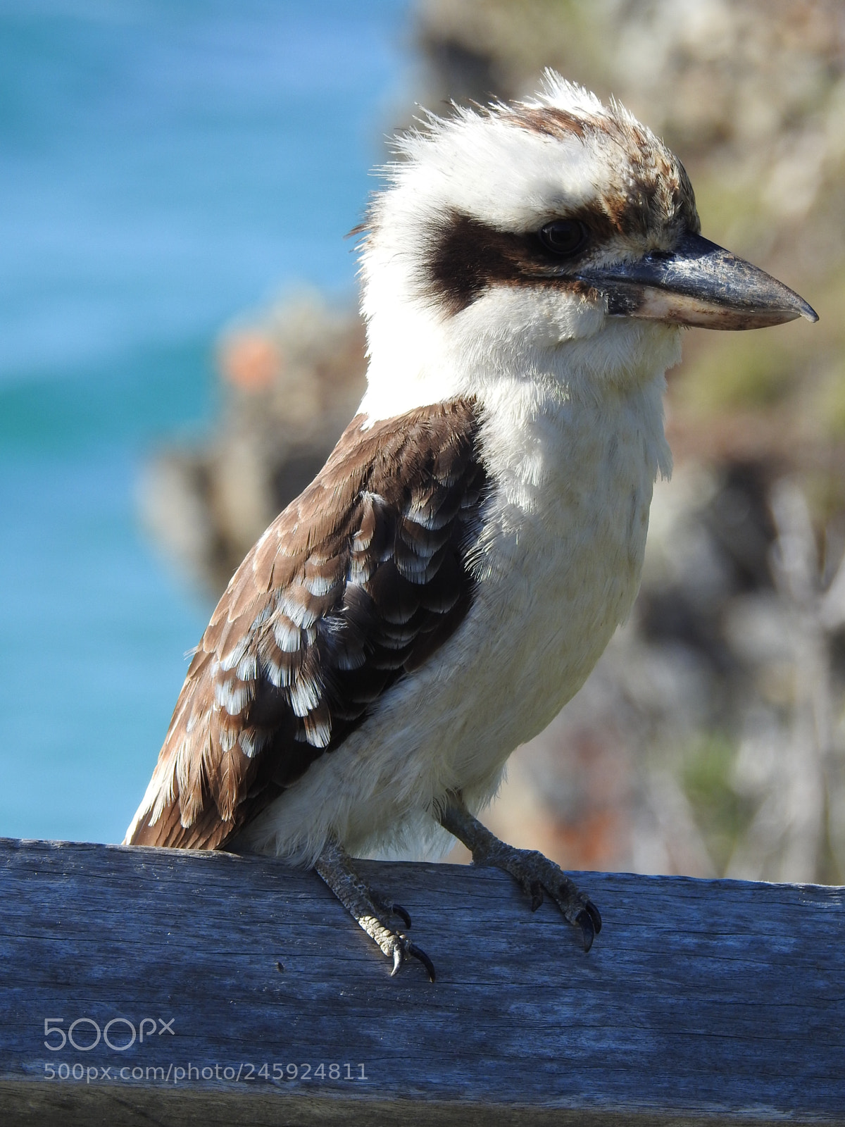 Nikon Coolpix P900 sample photo. Kookaburra 4 photography