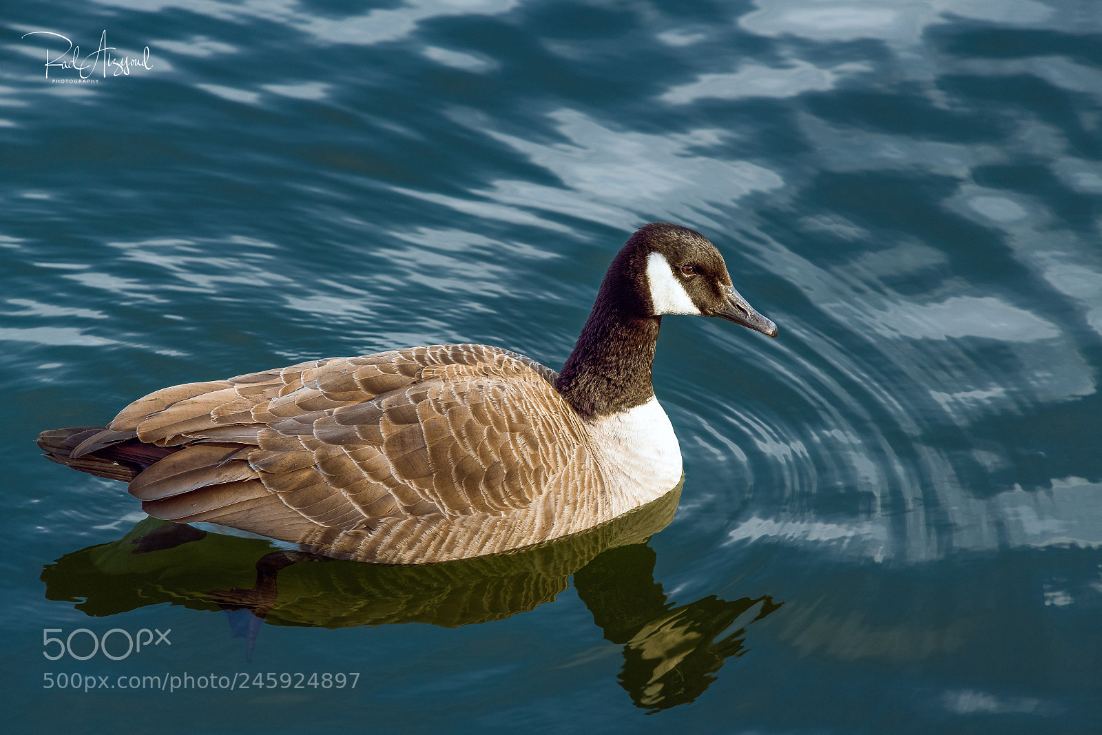 Nikon D850 sample photo. Ducks photography
