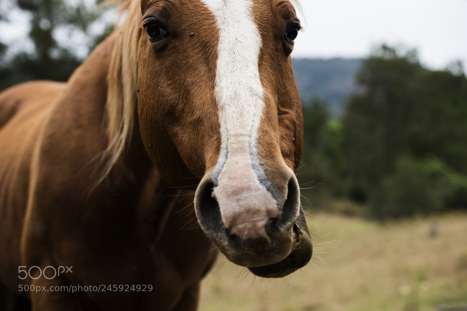 Nikon D800 sample photo. Australian horse in the photography