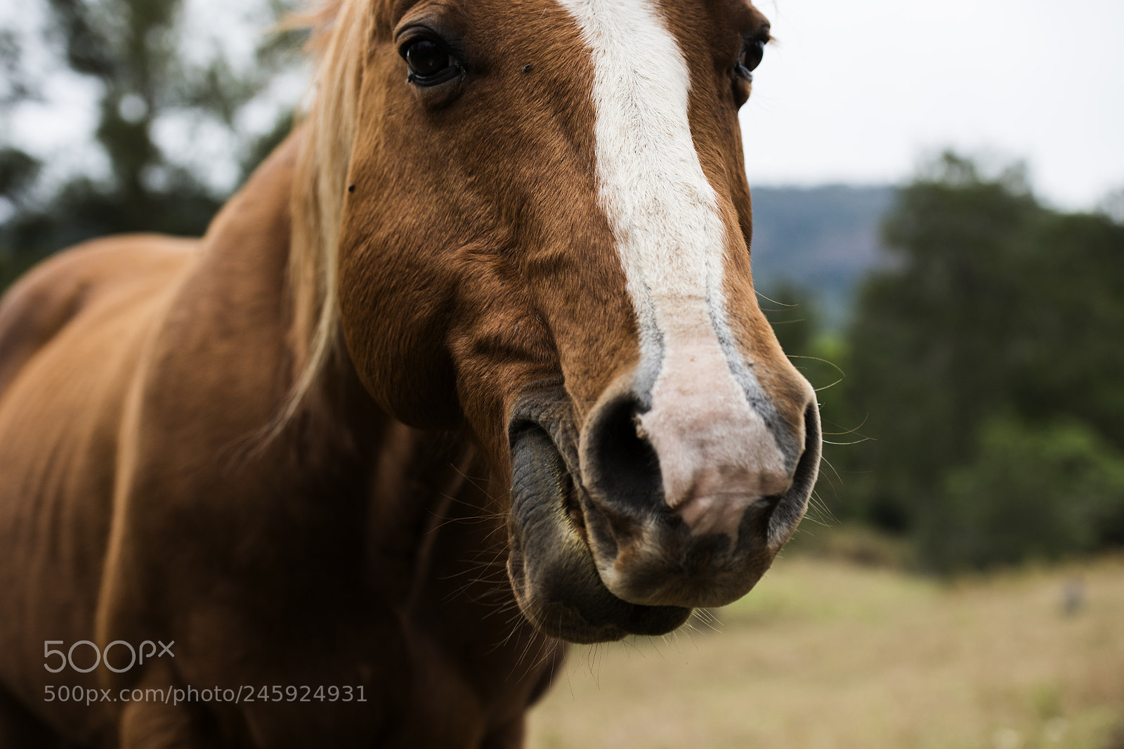 Nikon D800 sample photo. Australian horse in the photography