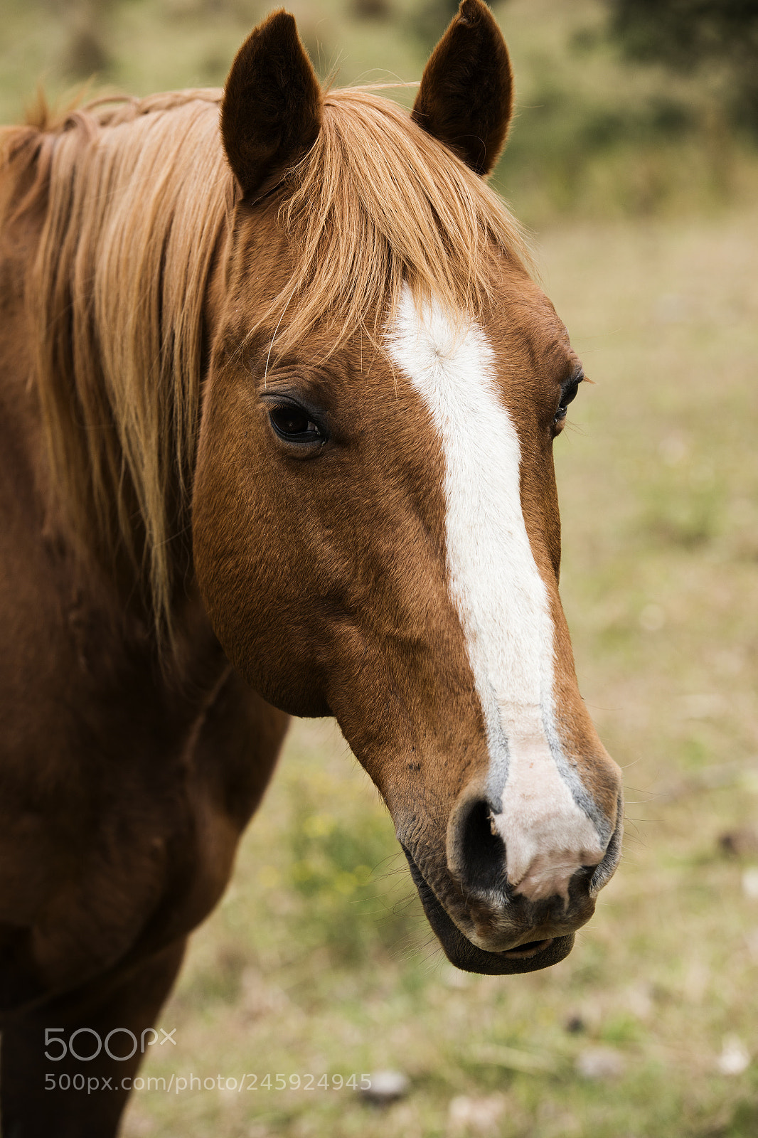 Nikon D800 sample photo. Australian horse in the photography