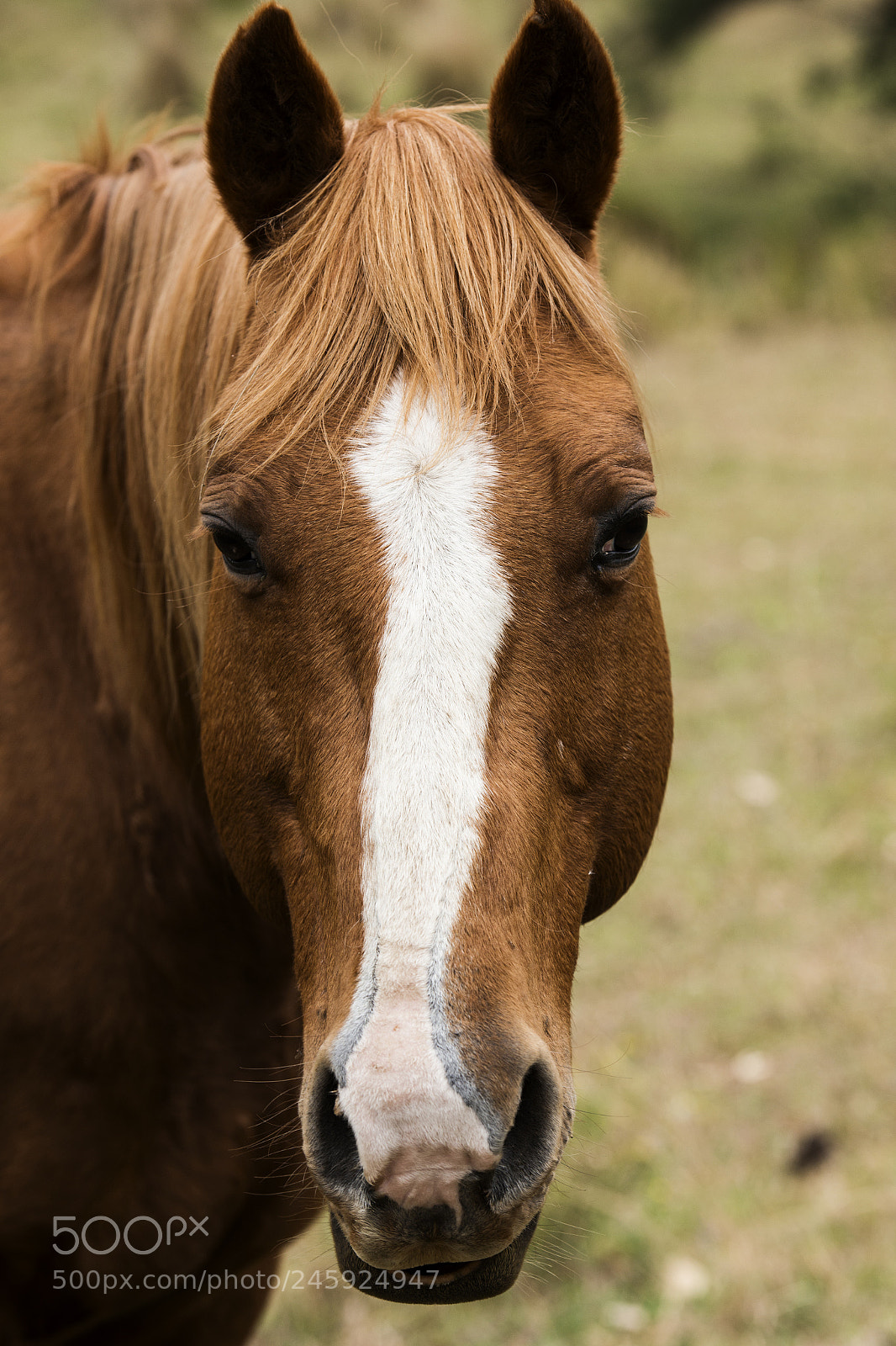 Nikon D800 sample photo. Australian horse in the photography