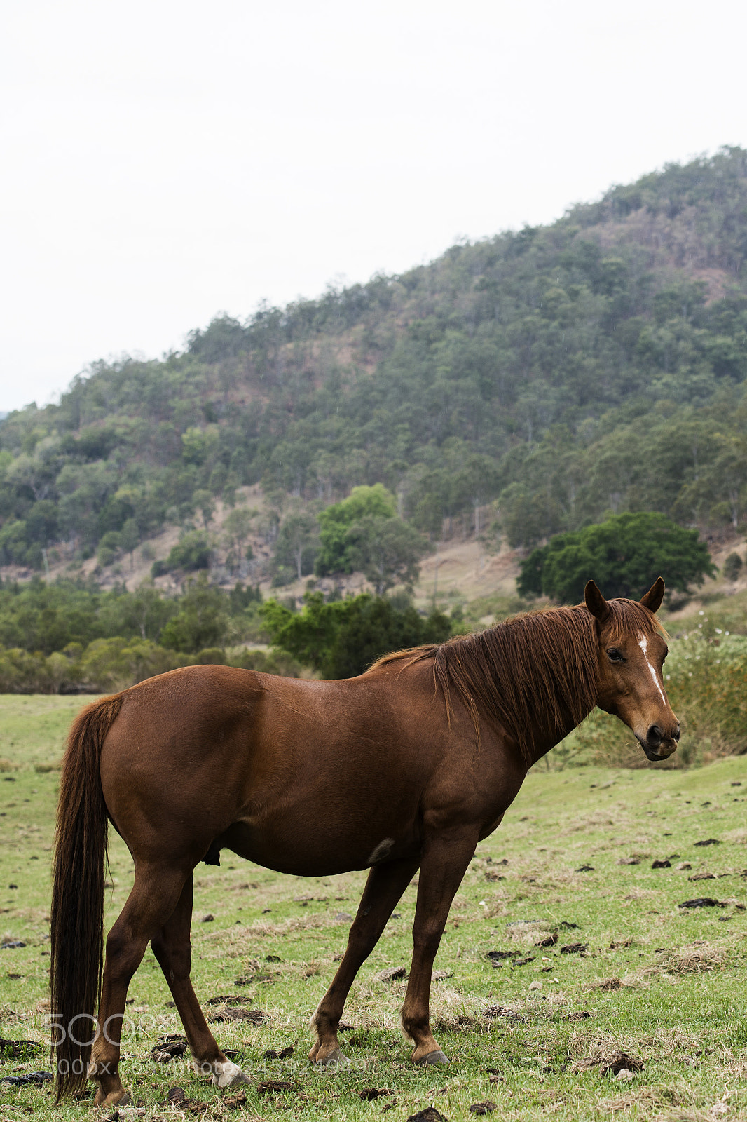 Nikon D800 sample photo. Australian horse in the photography