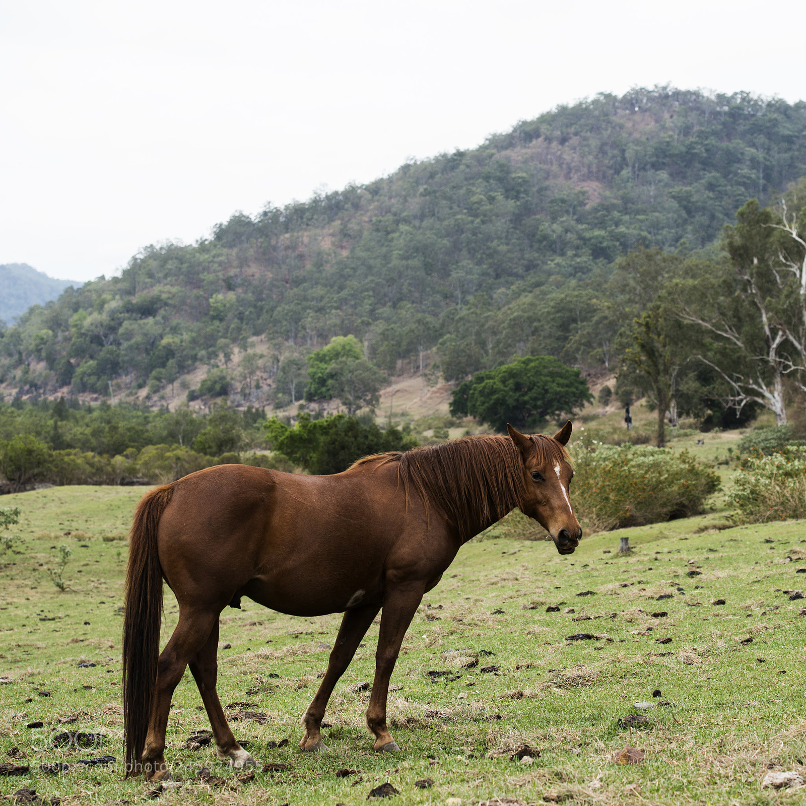 Nikon D800 sample photo. Australian horse in the photography