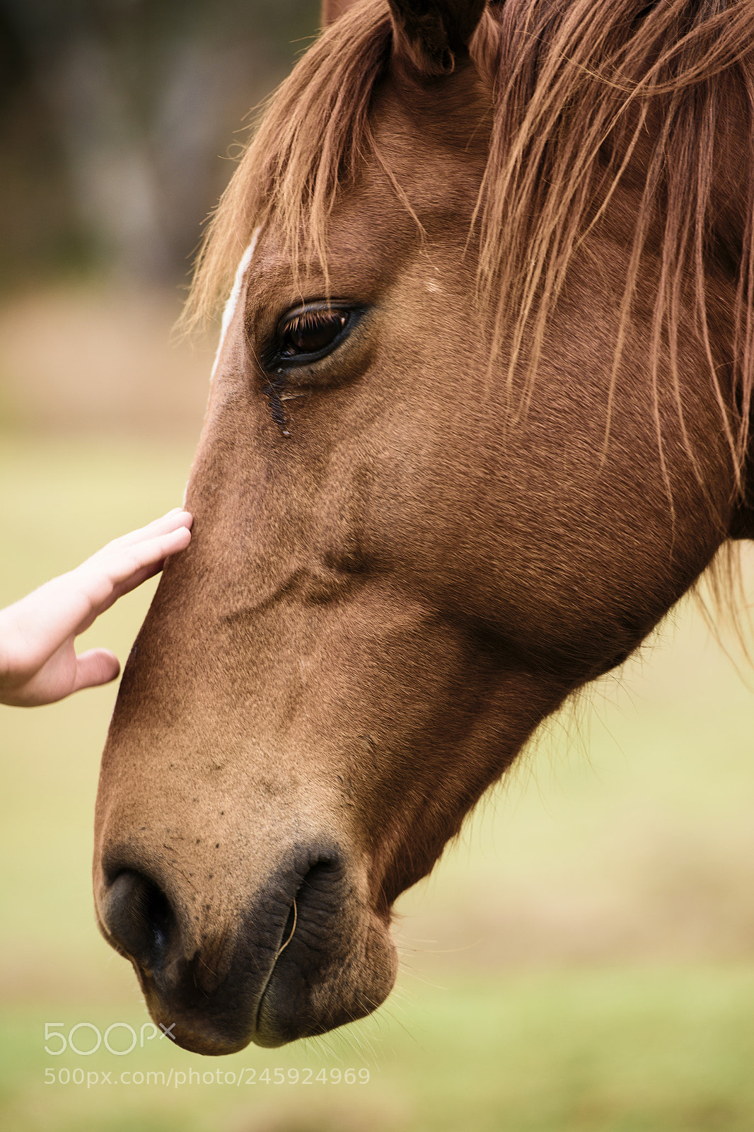 Nikon D800 sample photo. Australian horse in the photography