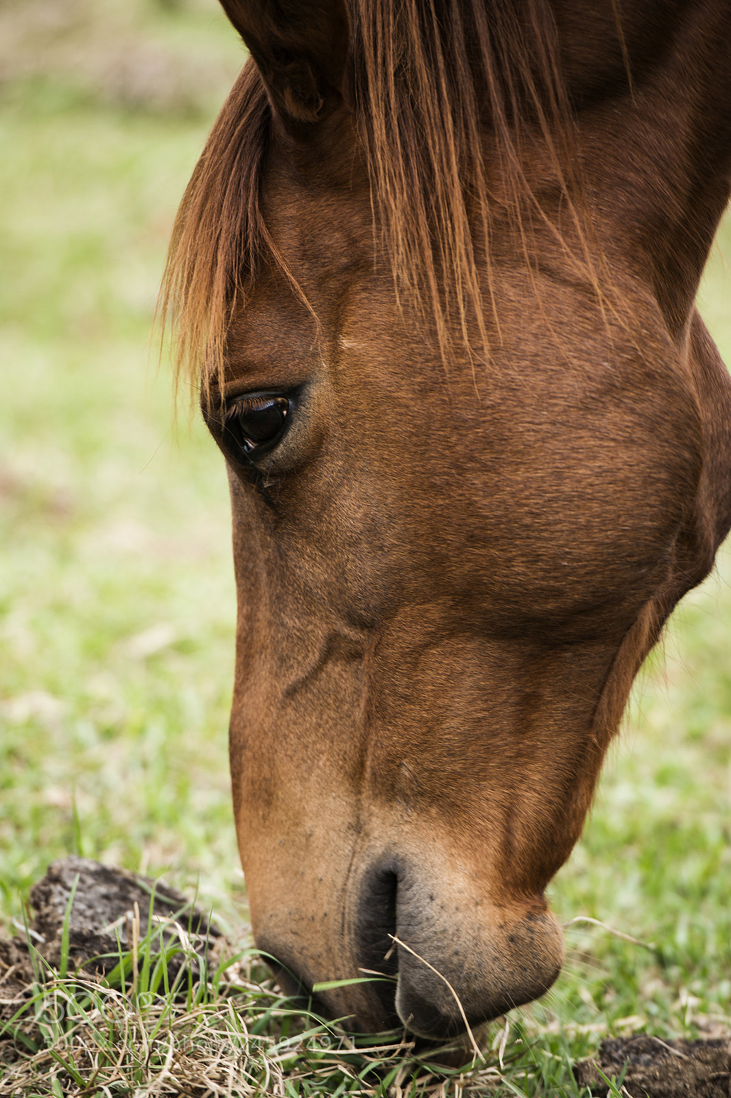 Nikon D800 sample photo. Australian horse in the photography