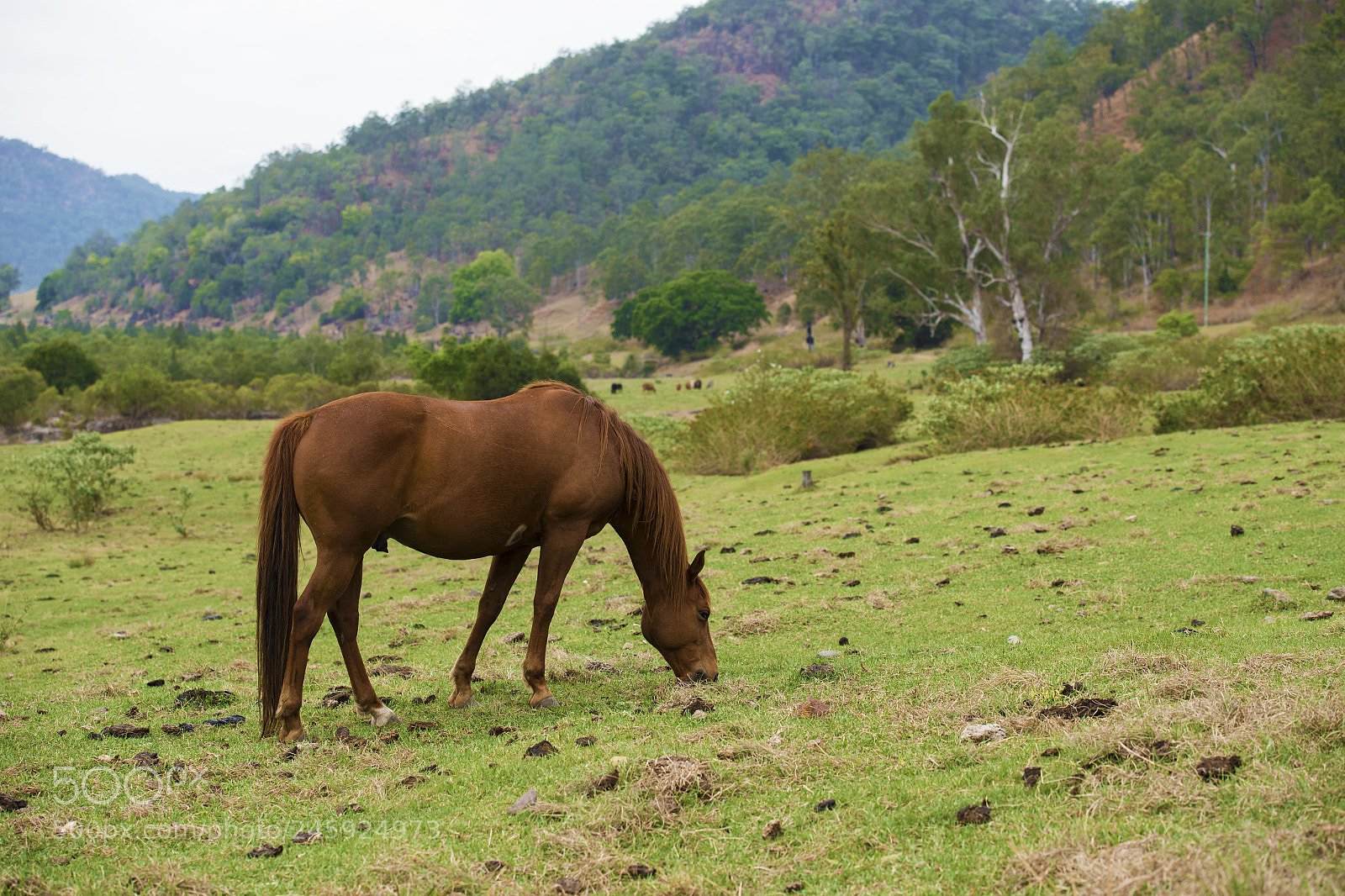 Nikon D800 sample photo. Australian horse in the photography
