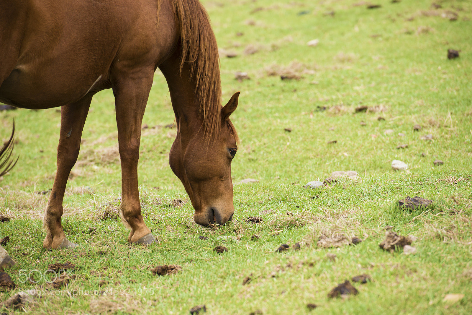 Nikon D800 sample photo. Australian horse in the photography