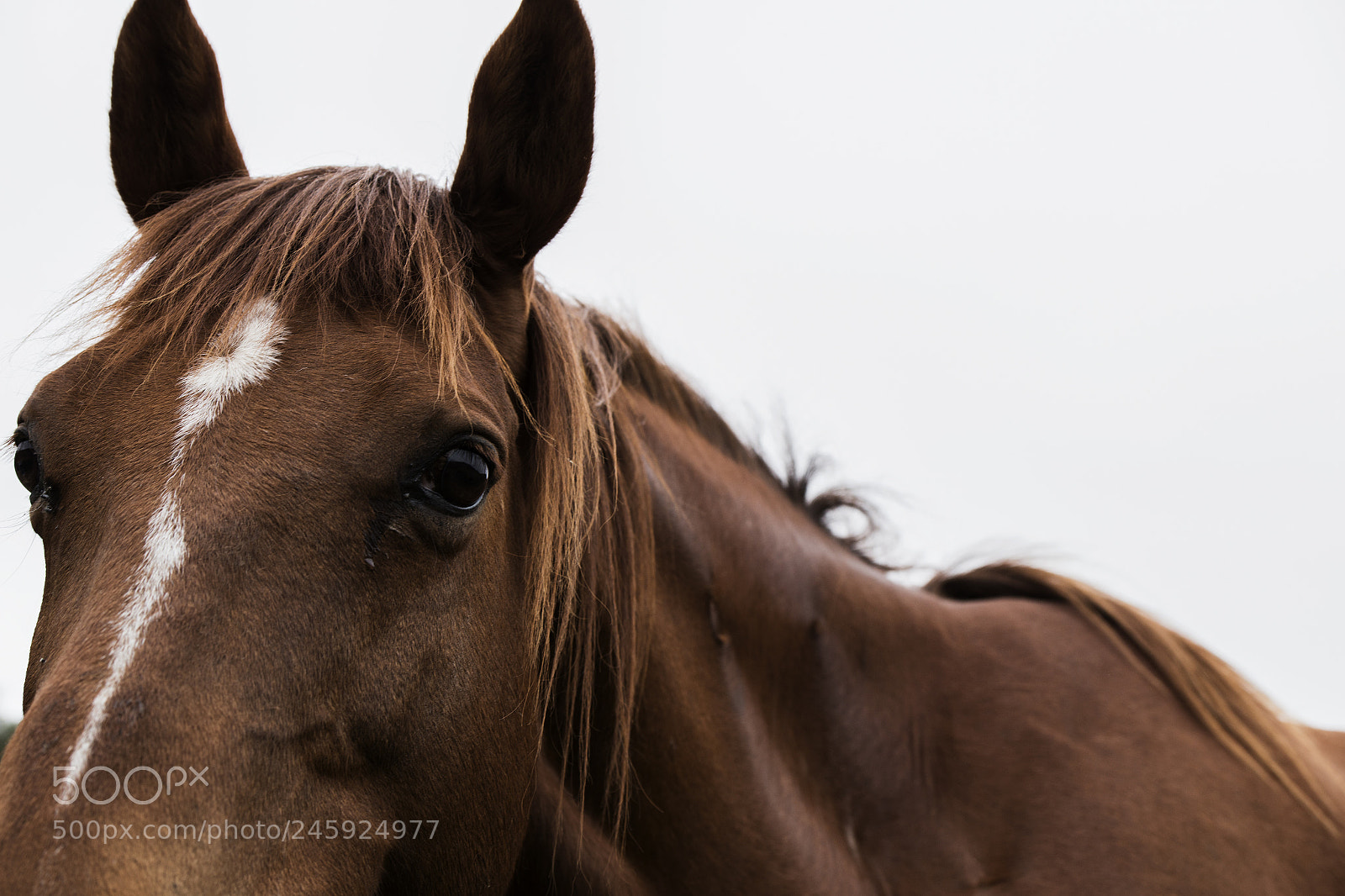 Nikon D800 sample photo. Australian horse in the photography