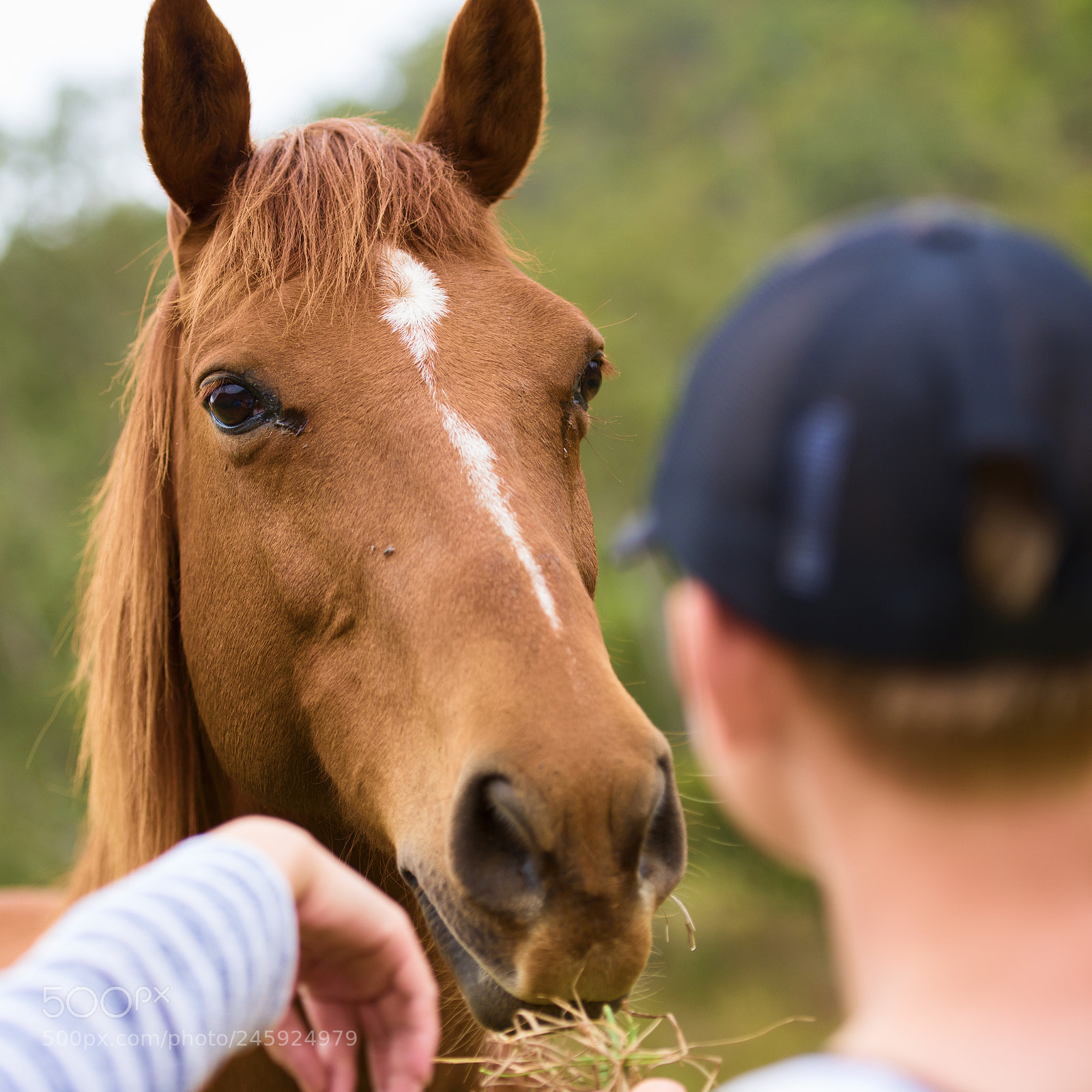 Nikon D800 sample photo. Australian horse in the photography