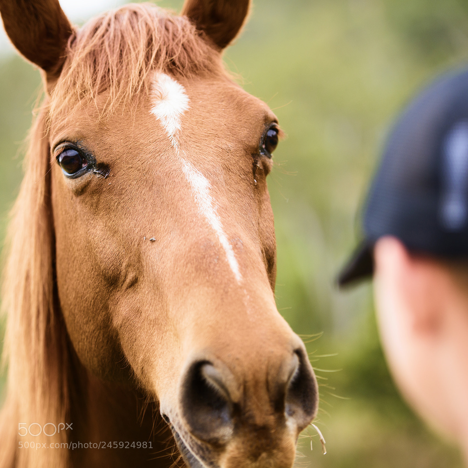 Nikon D800 sample photo. Australian horse in the photography