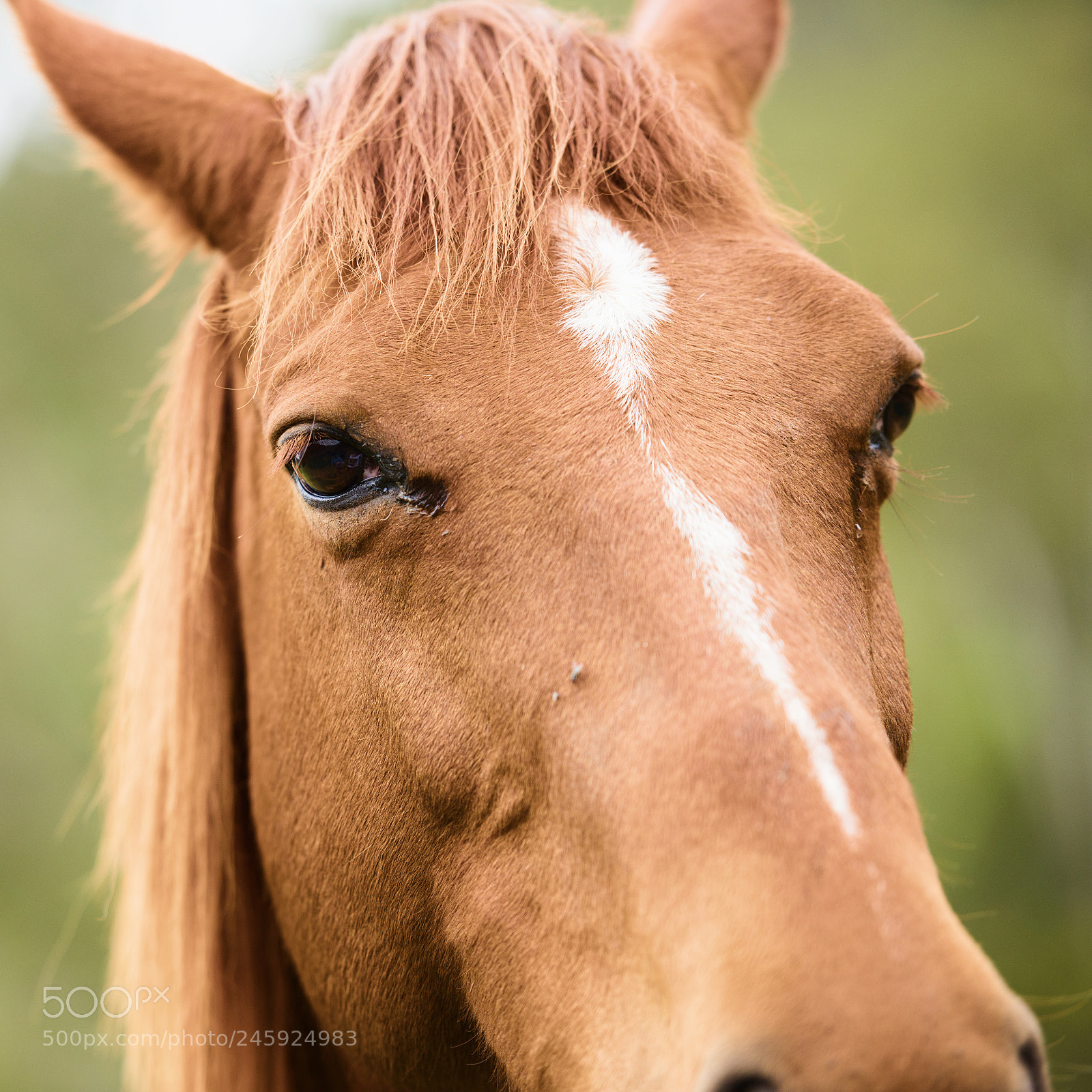 Nikon D800 sample photo. Australian horse in the photography