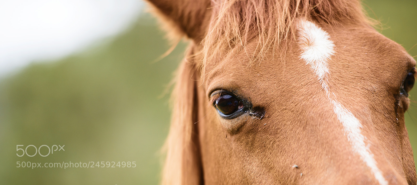 Nikon D800 sample photo. Australian horse in the photography