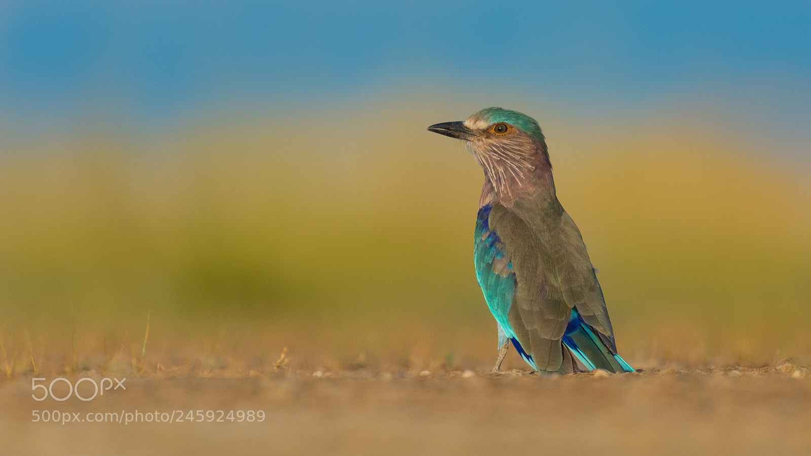 Nikon D5200 sample photo. Indian roller photography