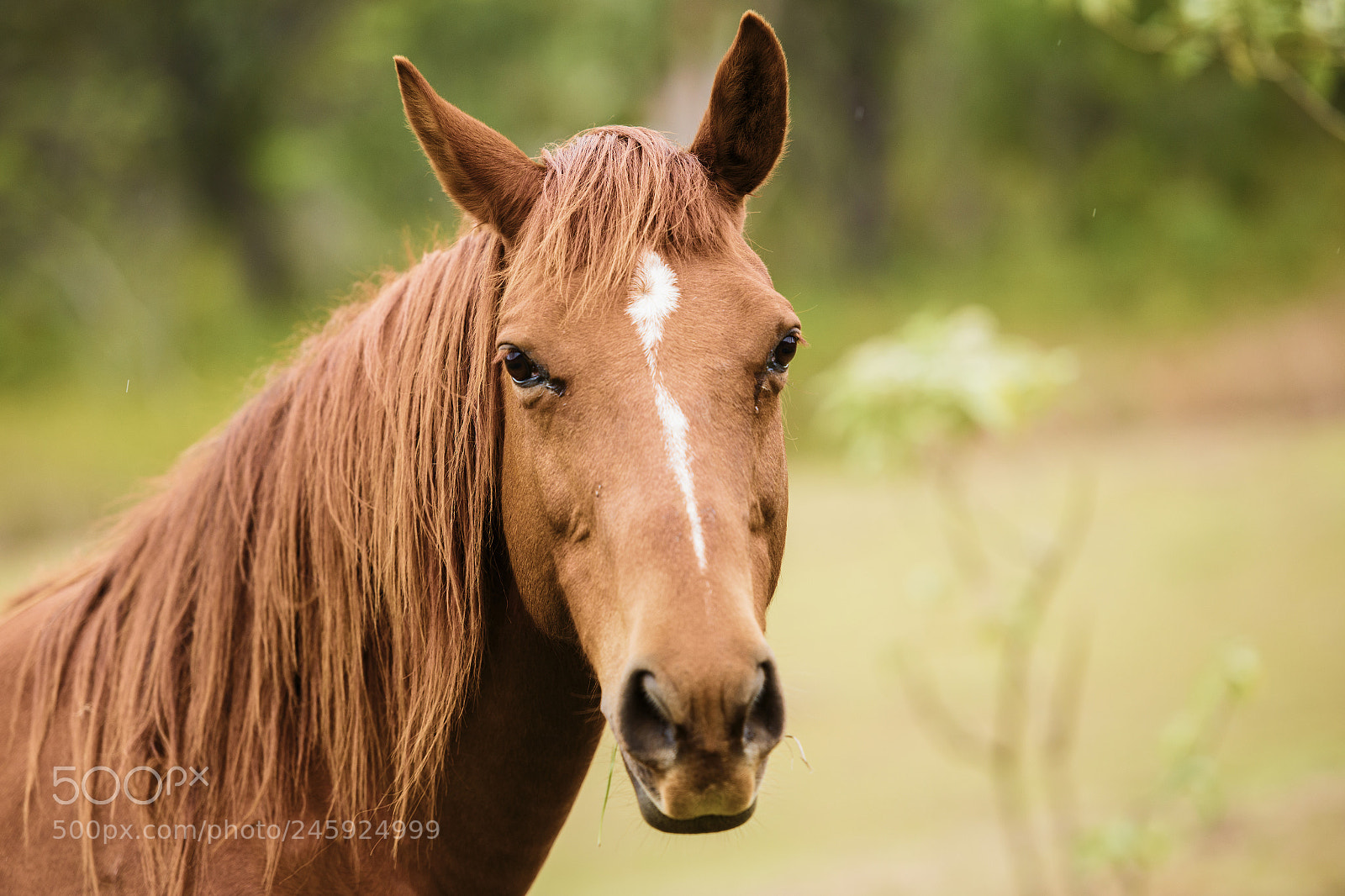 Nikon D800 sample photo. Australian horse in the photography