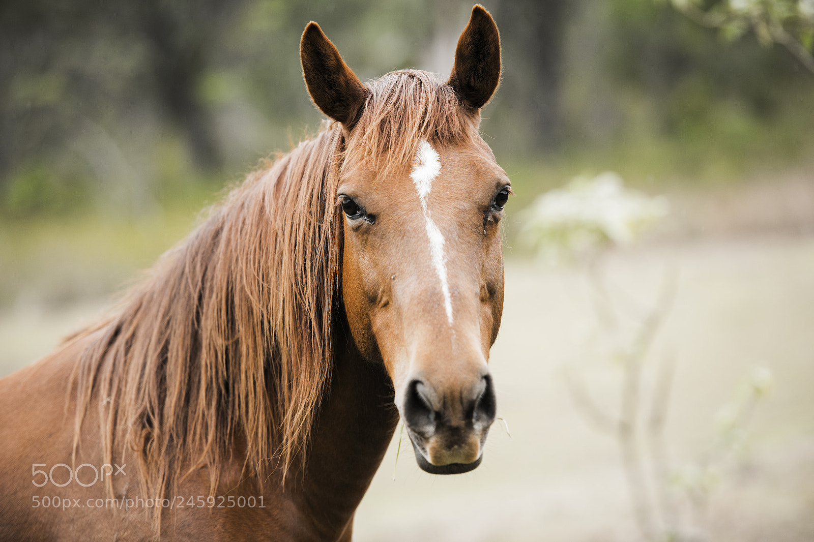 Nikon D800 sample photo. Australian horse in the photography