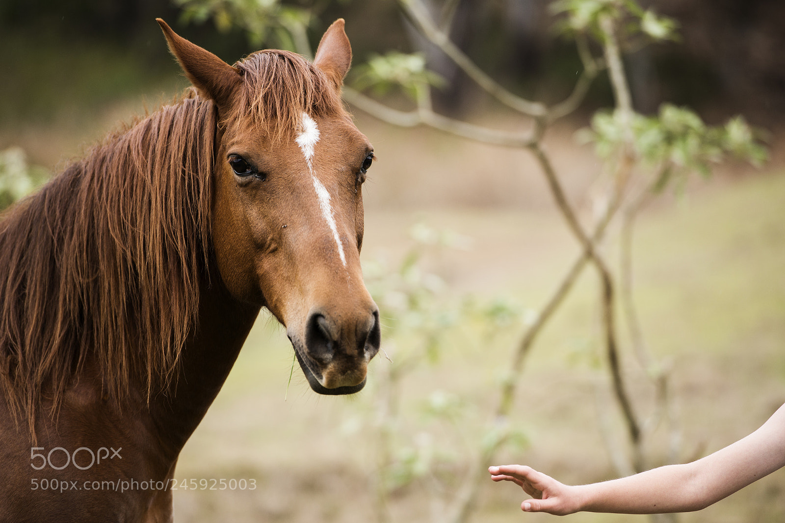 Nikon D800 sample photo. Australian horse in the photography