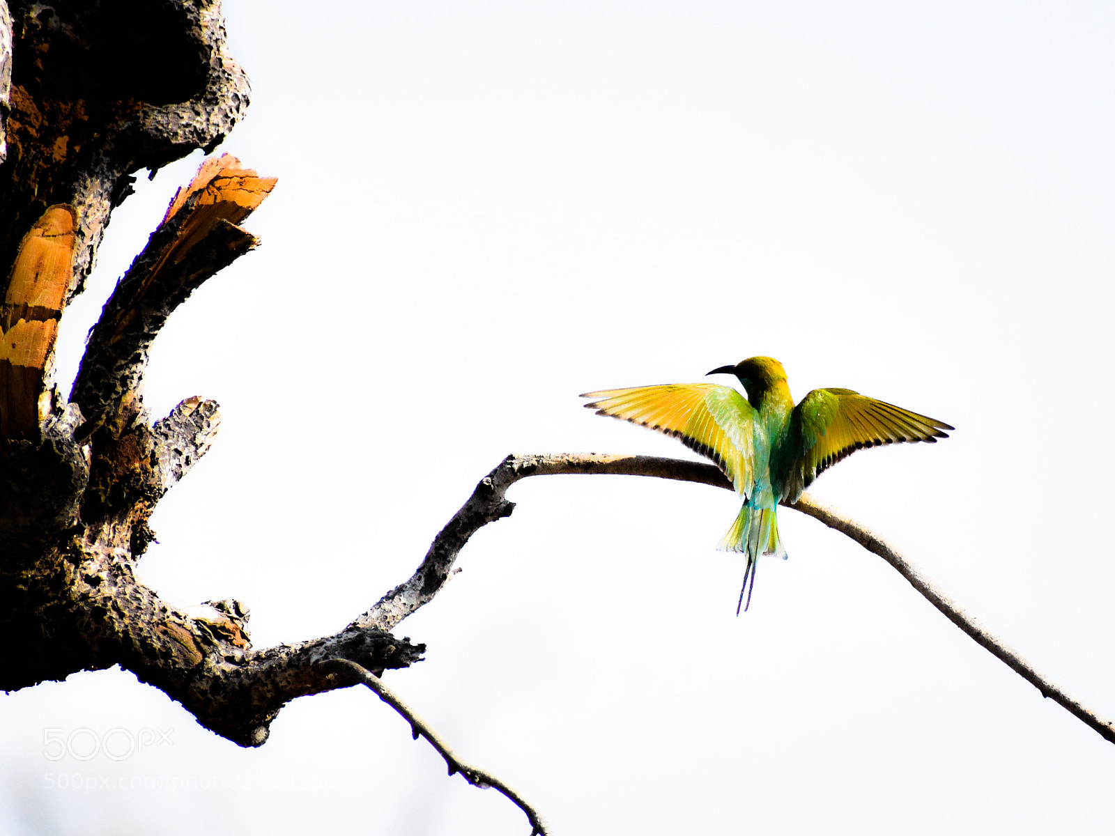 Nikon D3400 sample photo. Green landing.!!! photography