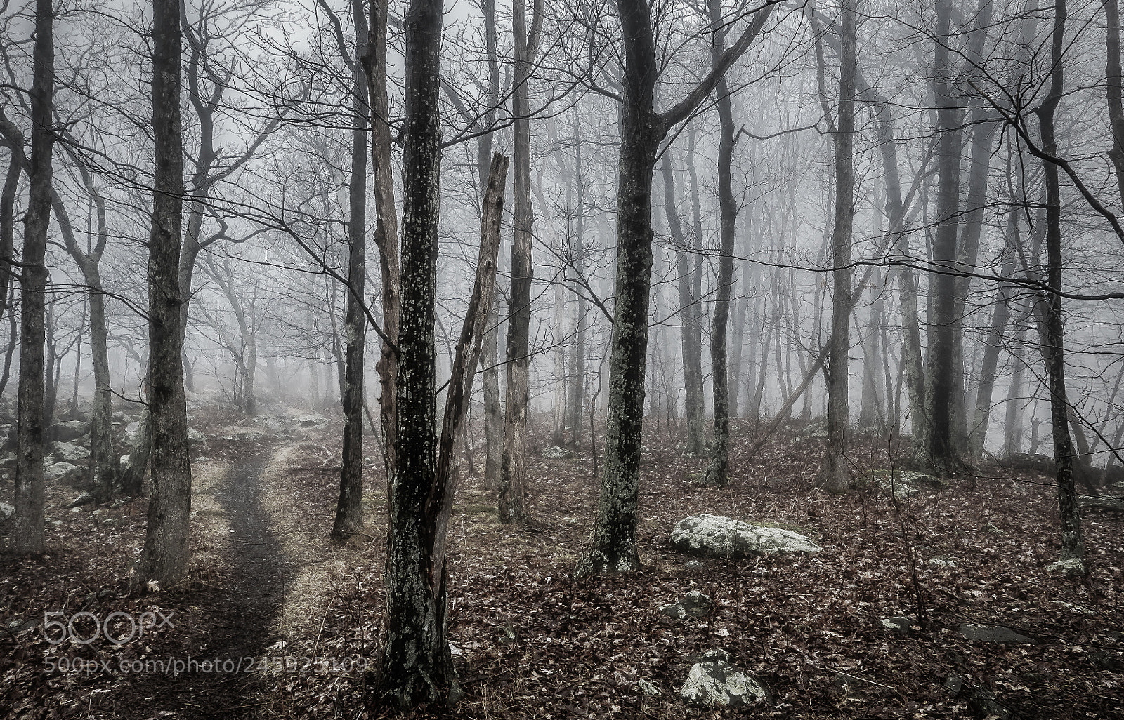 Leica D-Lux (Typ 109) sample photo. Shenandoah path photography