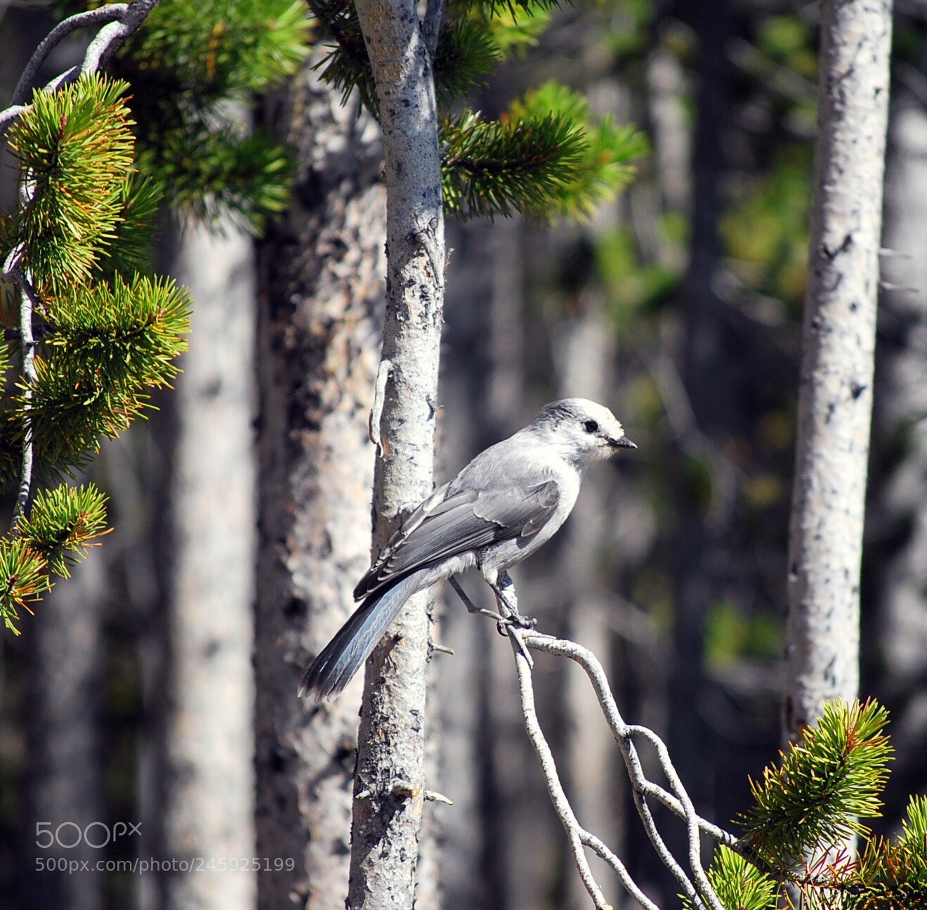 Nikon D60 sample photo. Grey jay, montana photography