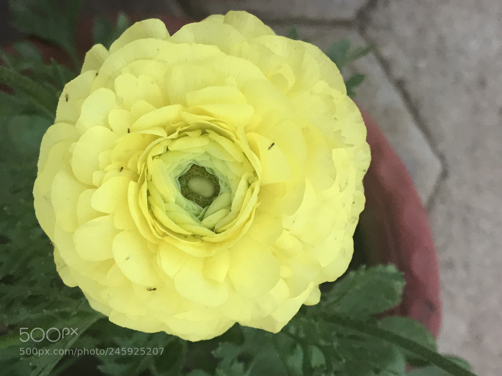 Apple iPhone 7 Plus sample photo. Untitled photography