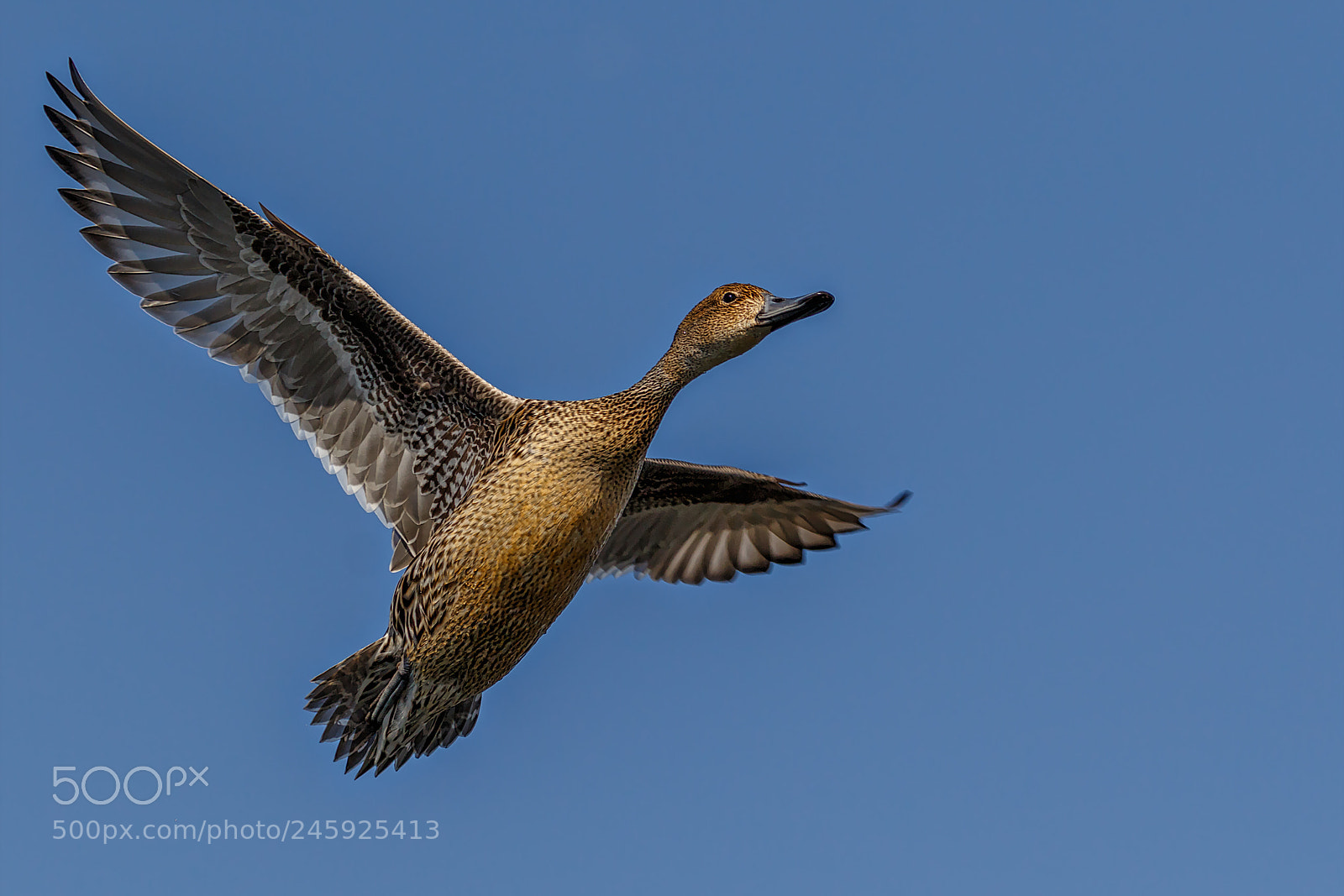 Canon EOS 7D Mark II sample photo. Pintail up above photography