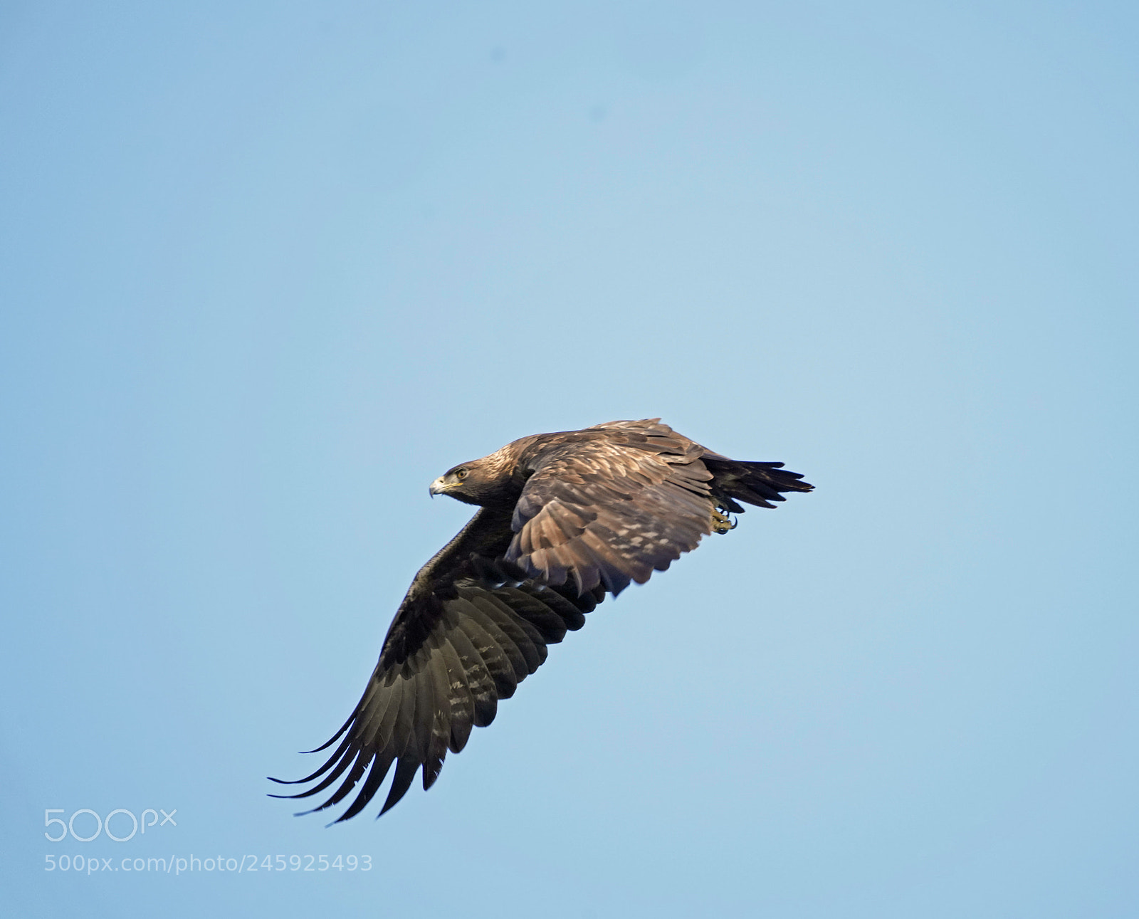 Sony a7R III sample photo. Golden eagle photography