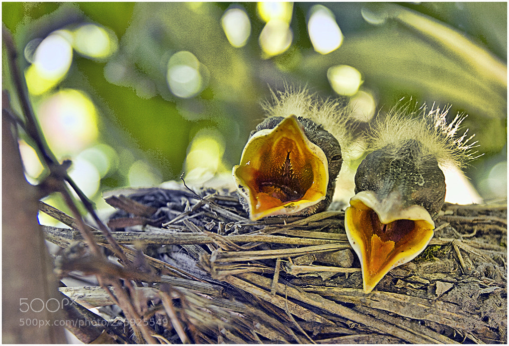 Canon EOS 7D sample photo. Baby robins photography