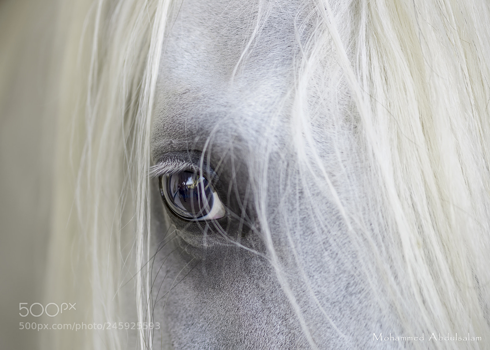 Nikon D610 sample photo. Eye photography