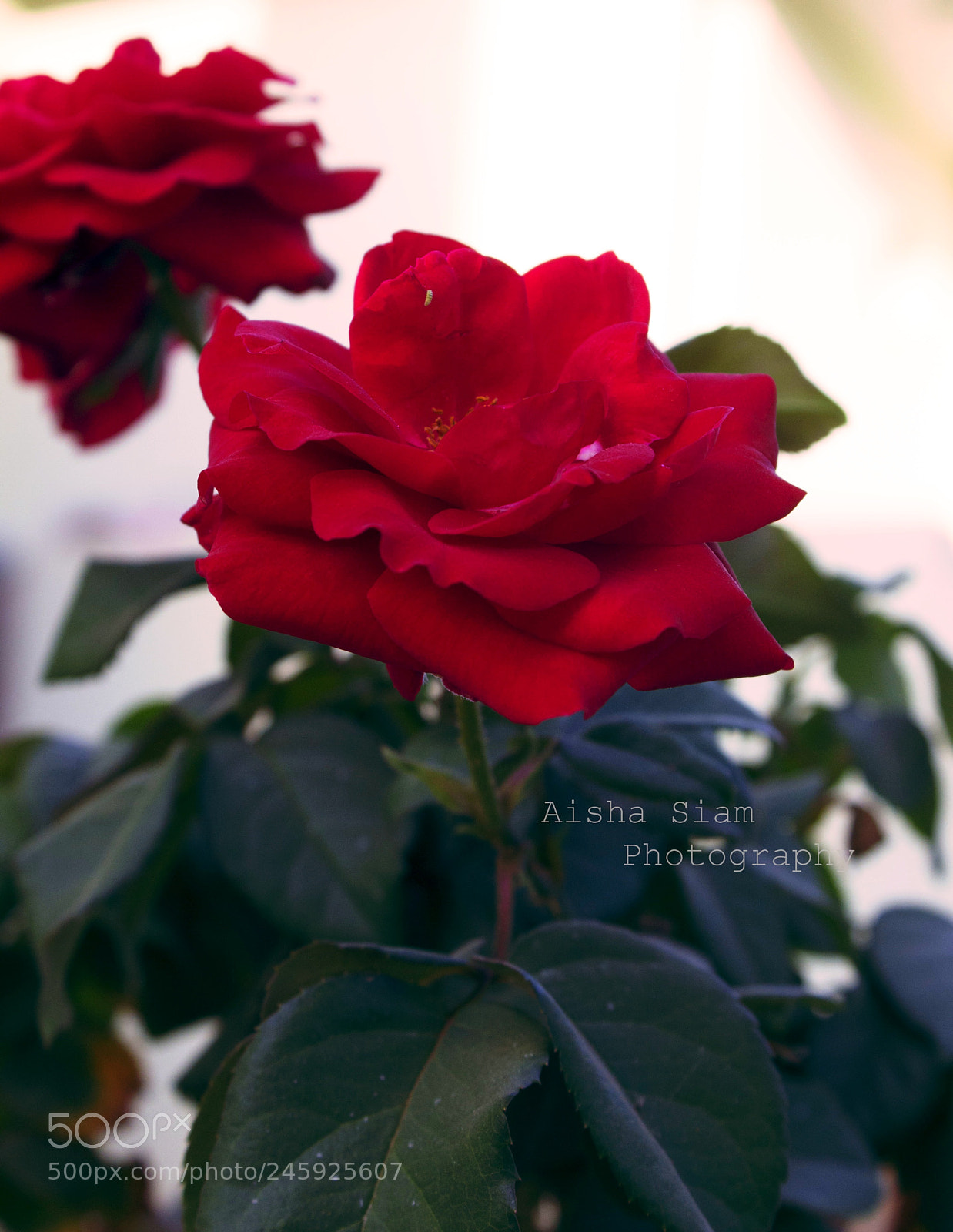 Canon EOS 600D (Rebel EOS T3i / EOS Kiss X5) sample photo. Untitled photography