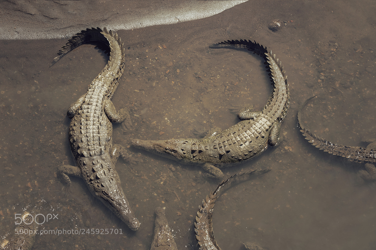 Pentax K-3 II sample photo. Danger in the river photography