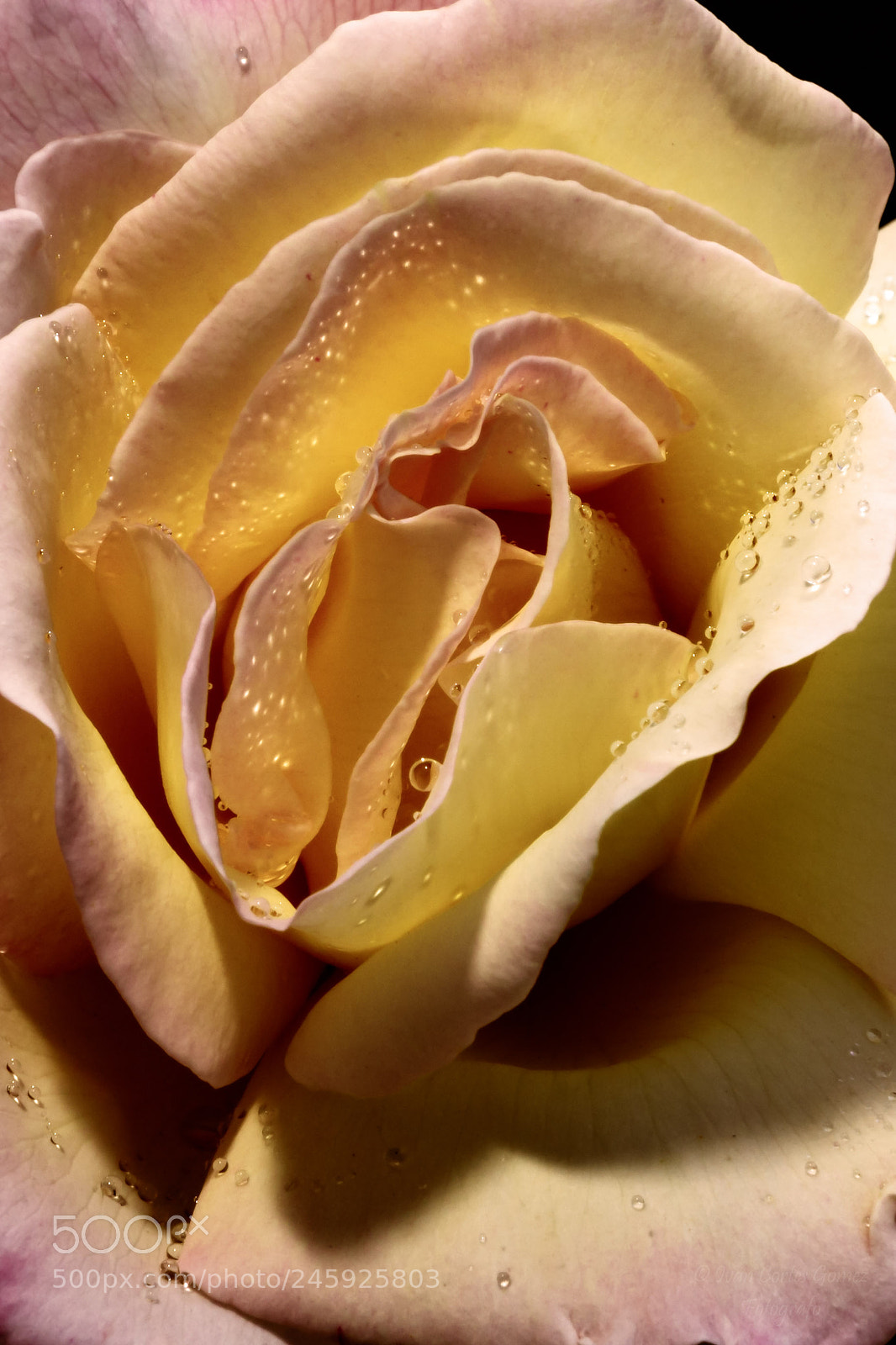 Canon EOS 700D (EOS Rebel T5i / EOS Kiss X7i) sample photo. Rose photography
