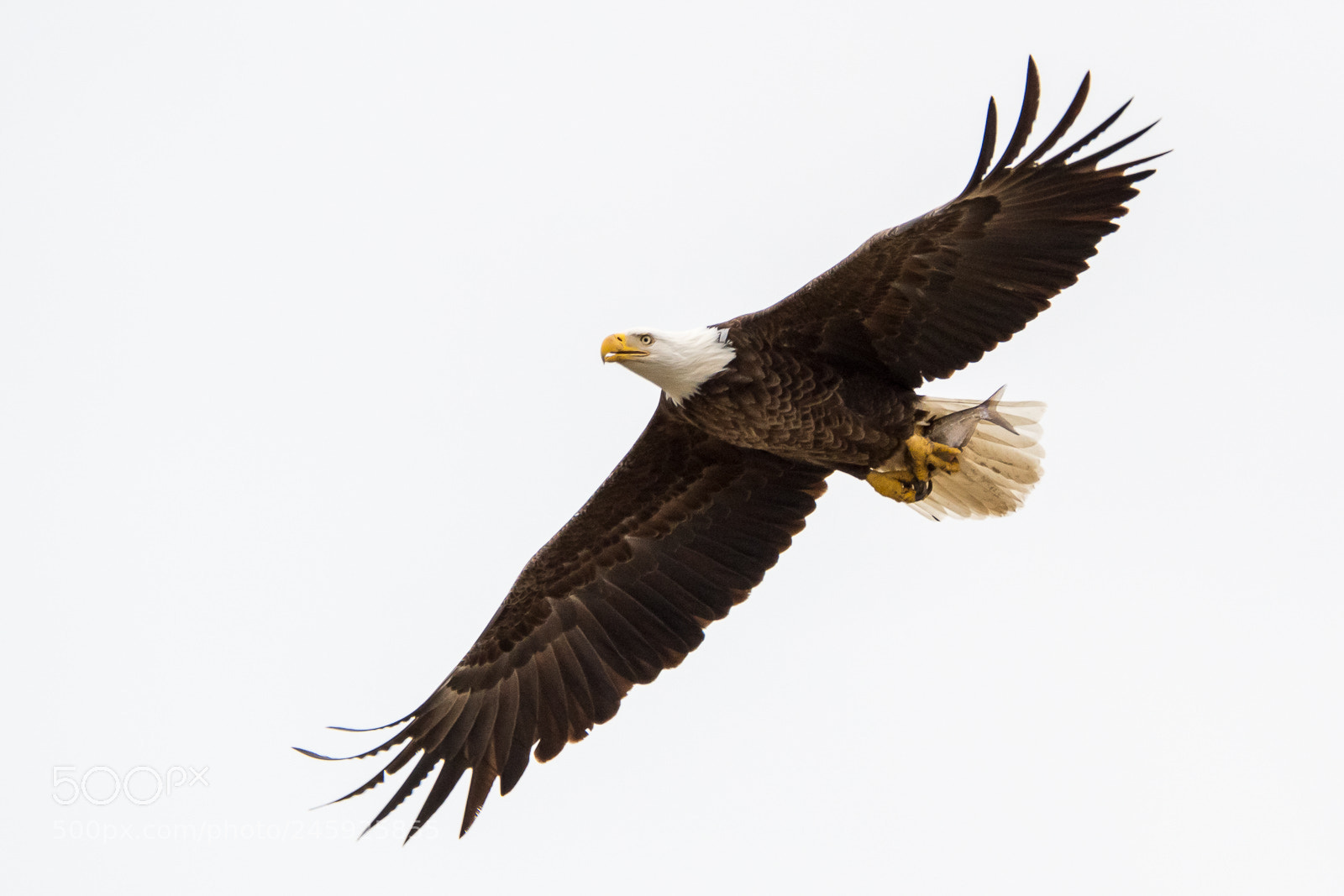 Nikon D500 sample photo. Bald eagle lunch photography