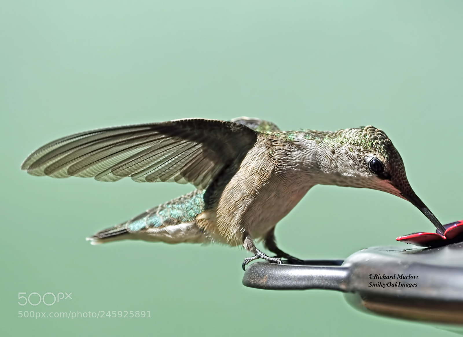 Nikon D5000 sample photo. Hummingbird photography