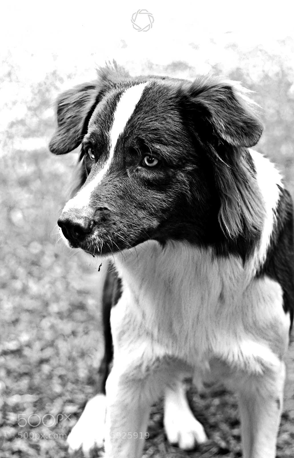 Canon EOS 700D (EOS Rebel T5i / EOS Kiss X7i) sample photo. Floki photography