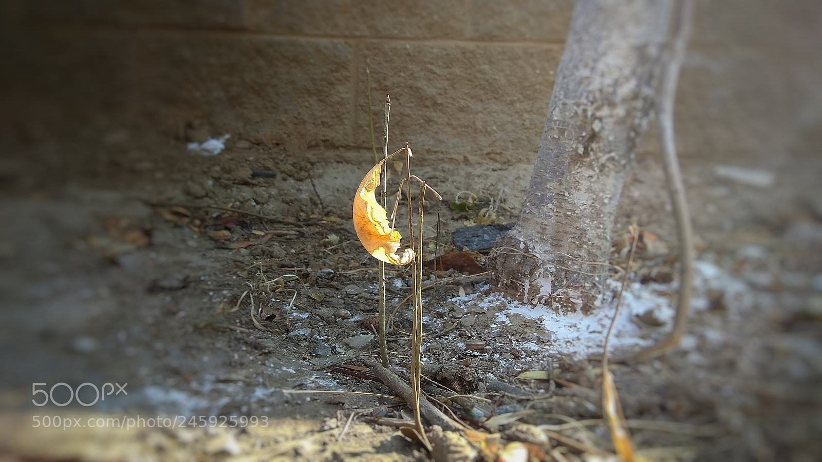 Xiaomi Redmi Note 4X sample photo. Untitled photography