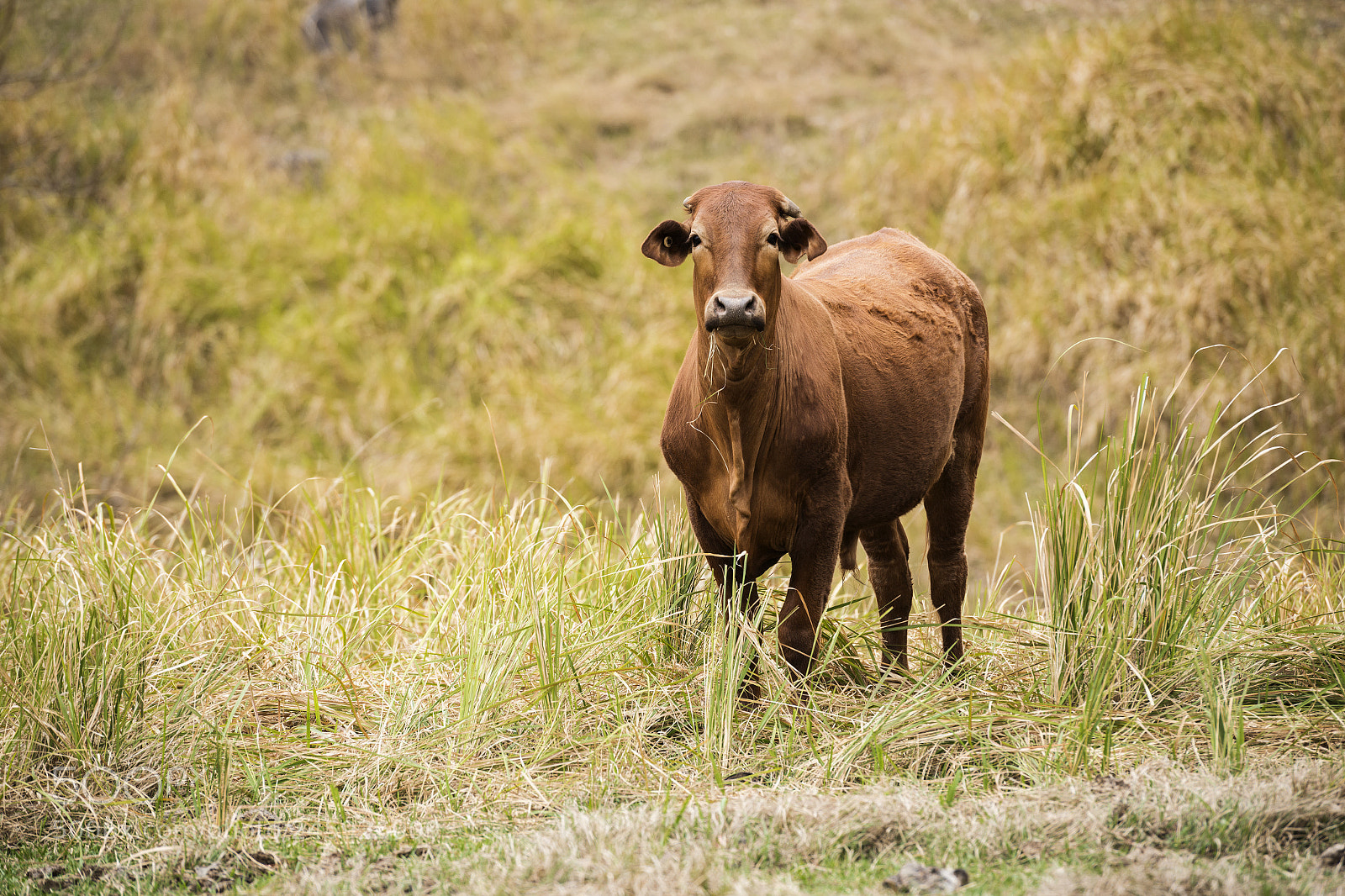 Nikon D800 sample photo. Australian cow photography