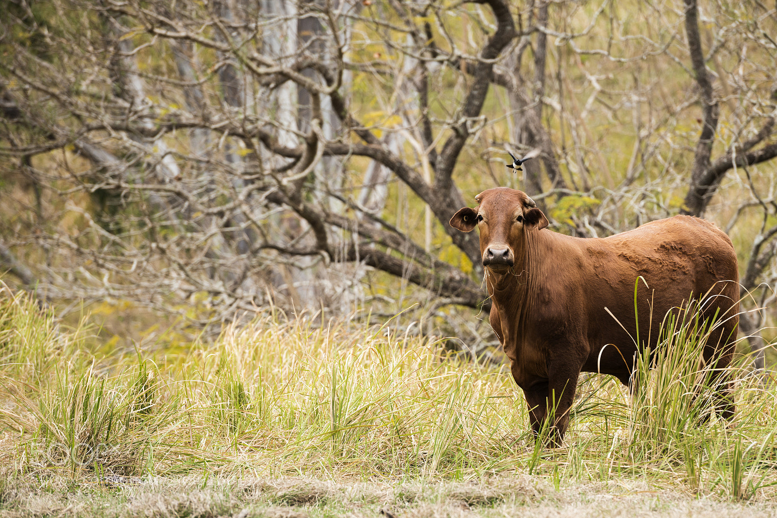Nikon D800 sample photo. Australian cow photography
