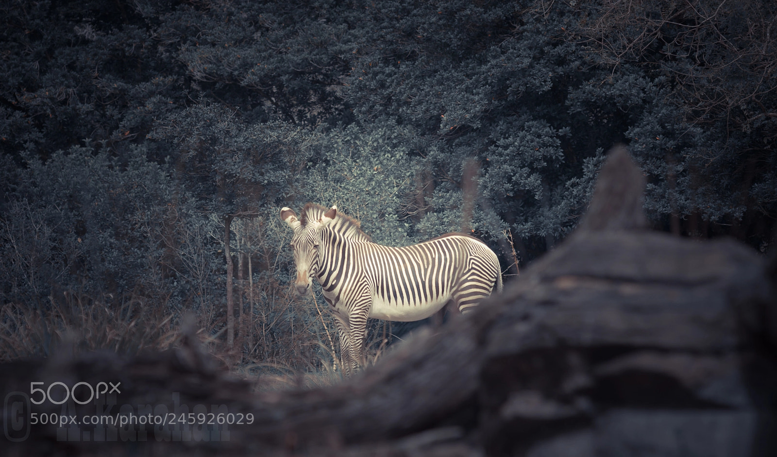Sony SLT-A99V sample photo. Zebra photography