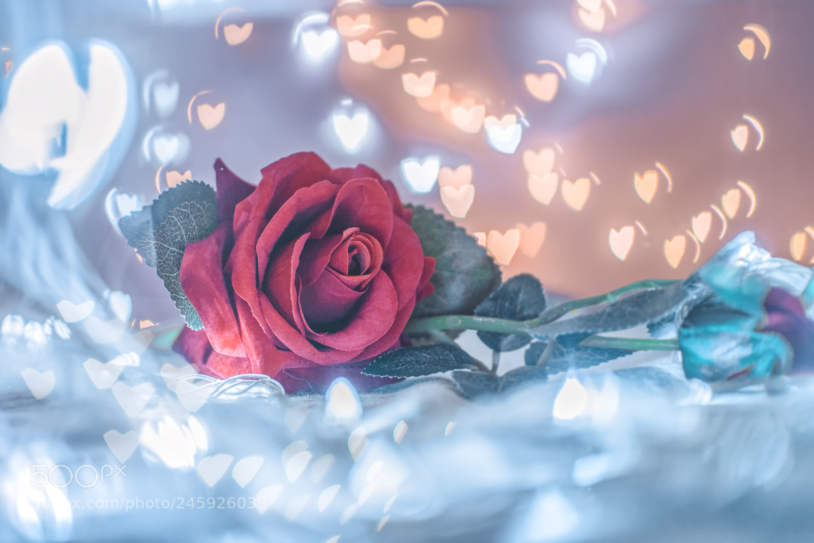 Nikon D5200 sample photo. The most beautiful part photography