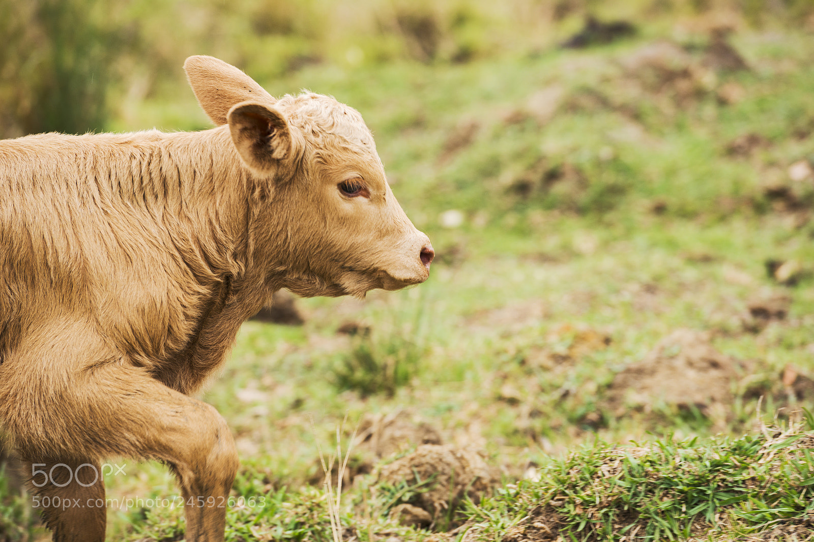 Nikon D800 sample photo. Australian cow photography