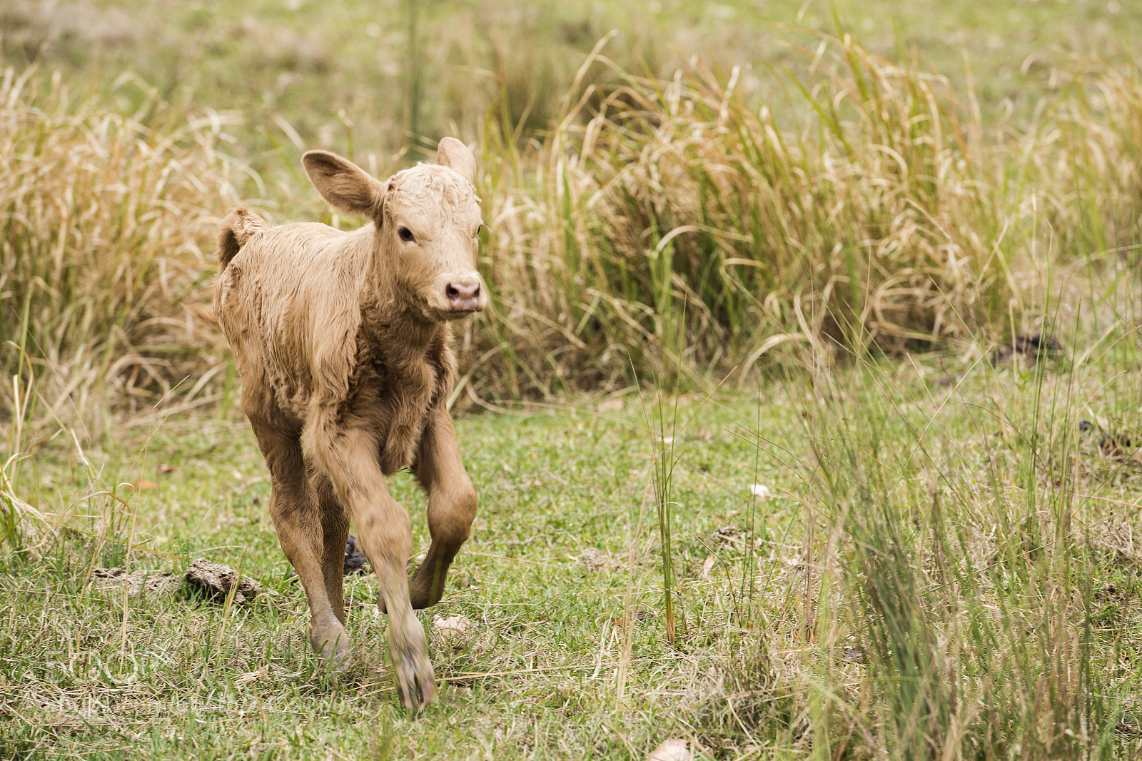 Nikon D800 sample photo. Australian cow photography